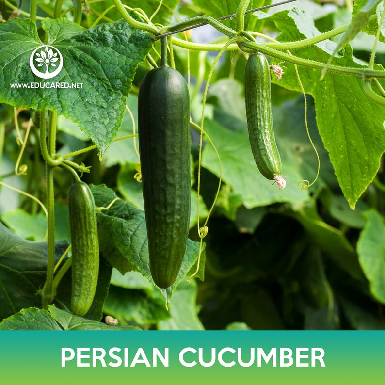 Persian Cucumber Seed, Beit Alpha Cucumber