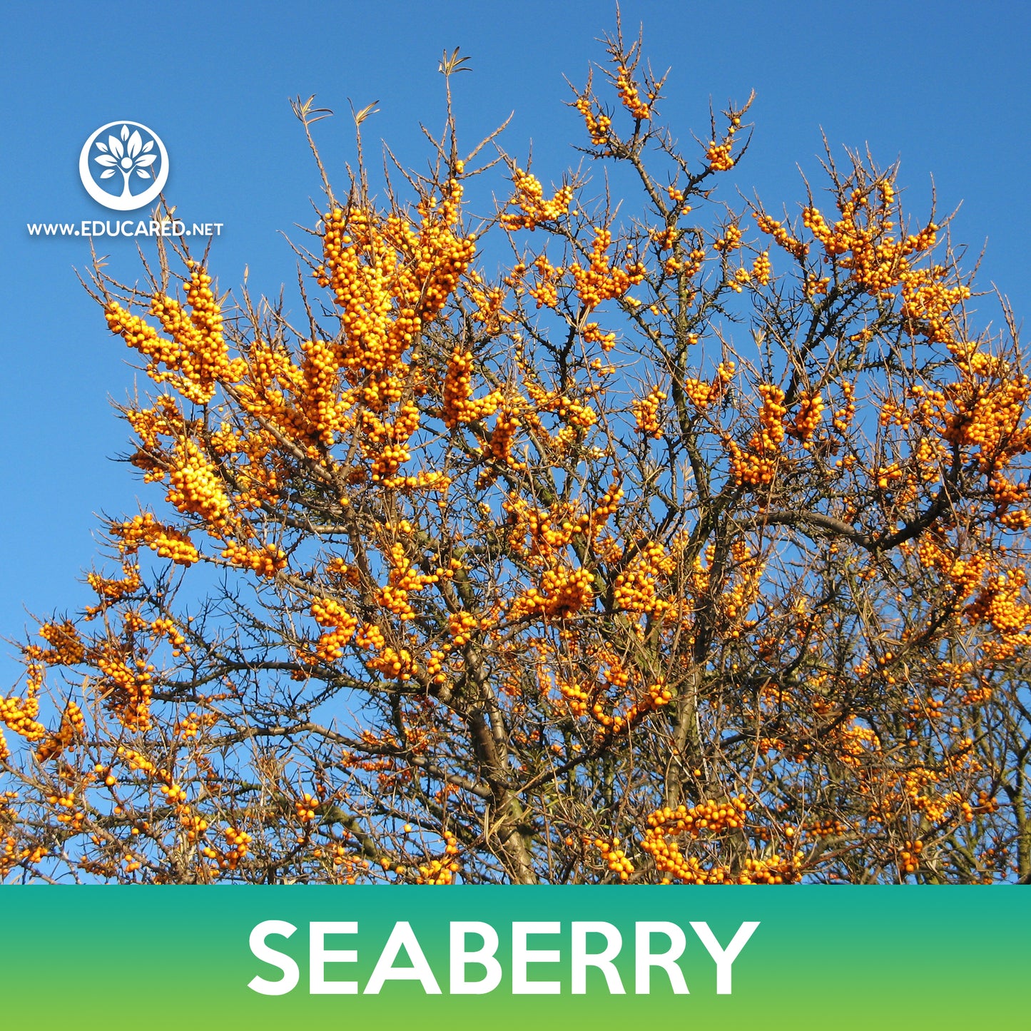 Seaberry Seeds