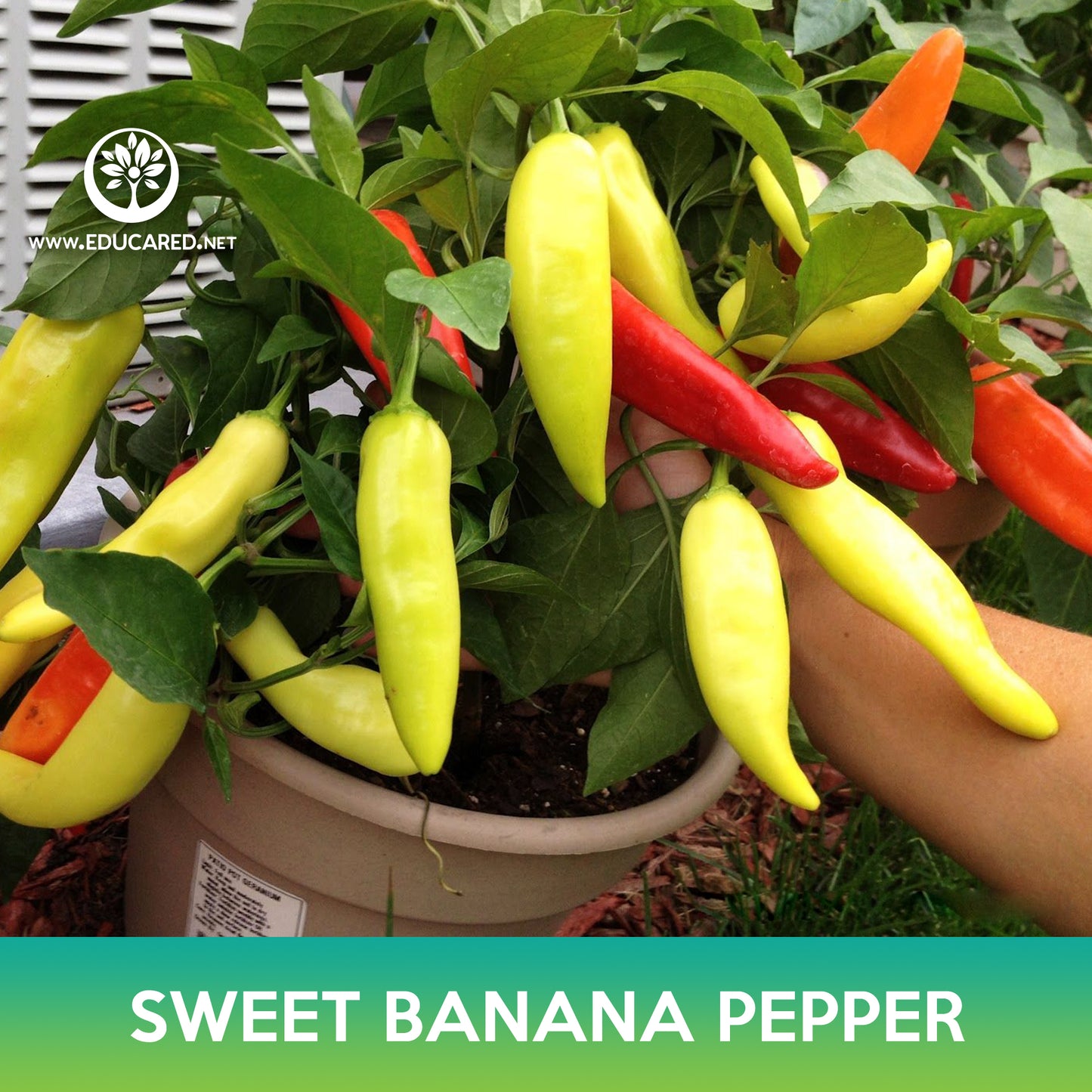 Sweet Banana Pepper Seed