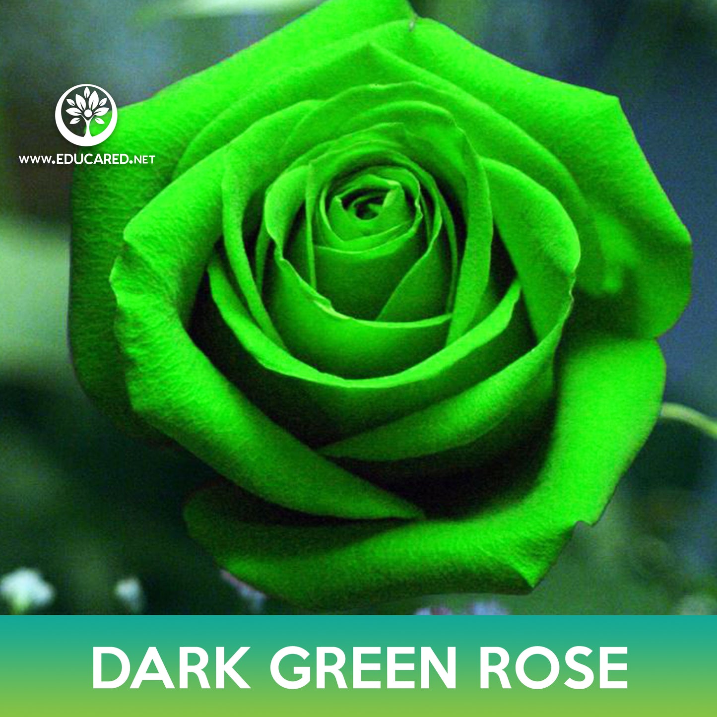 Dark Green Rose Seeds