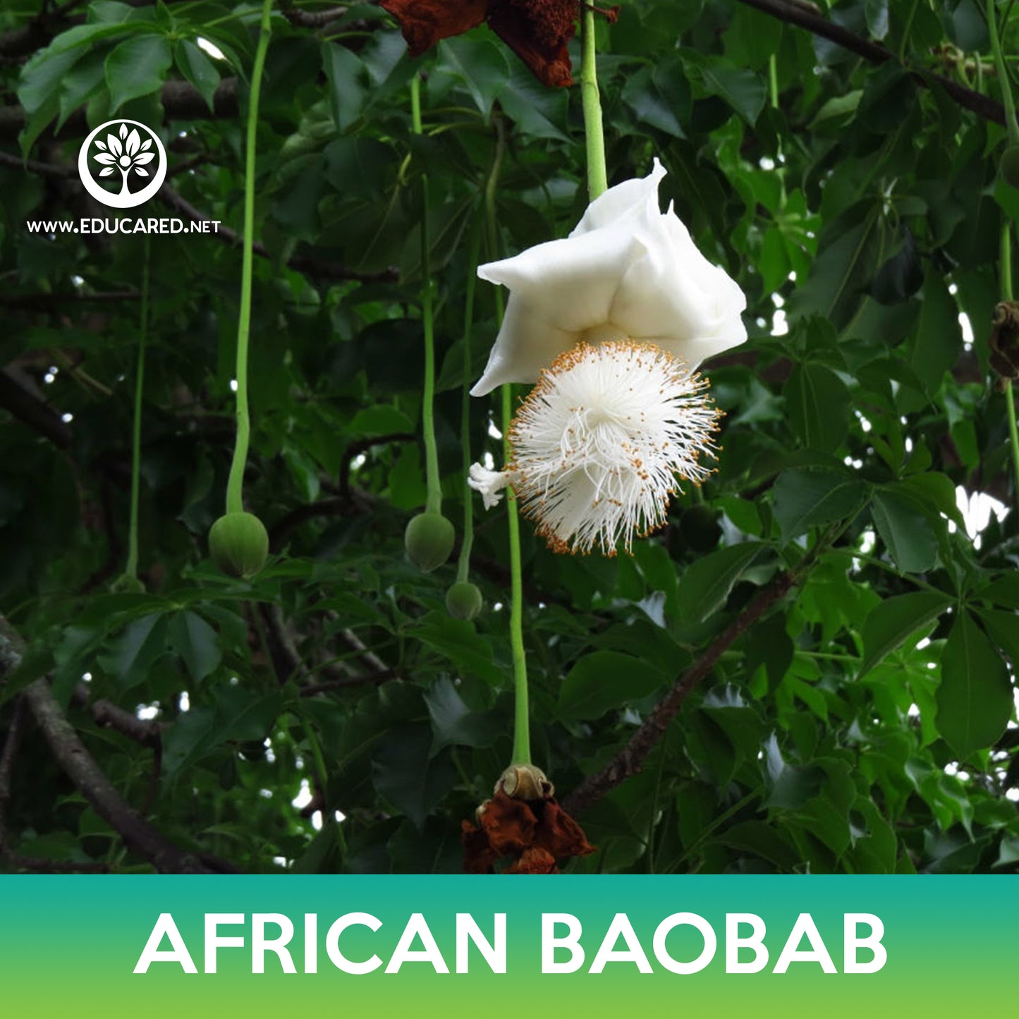 African Baobab Tree Seeds
