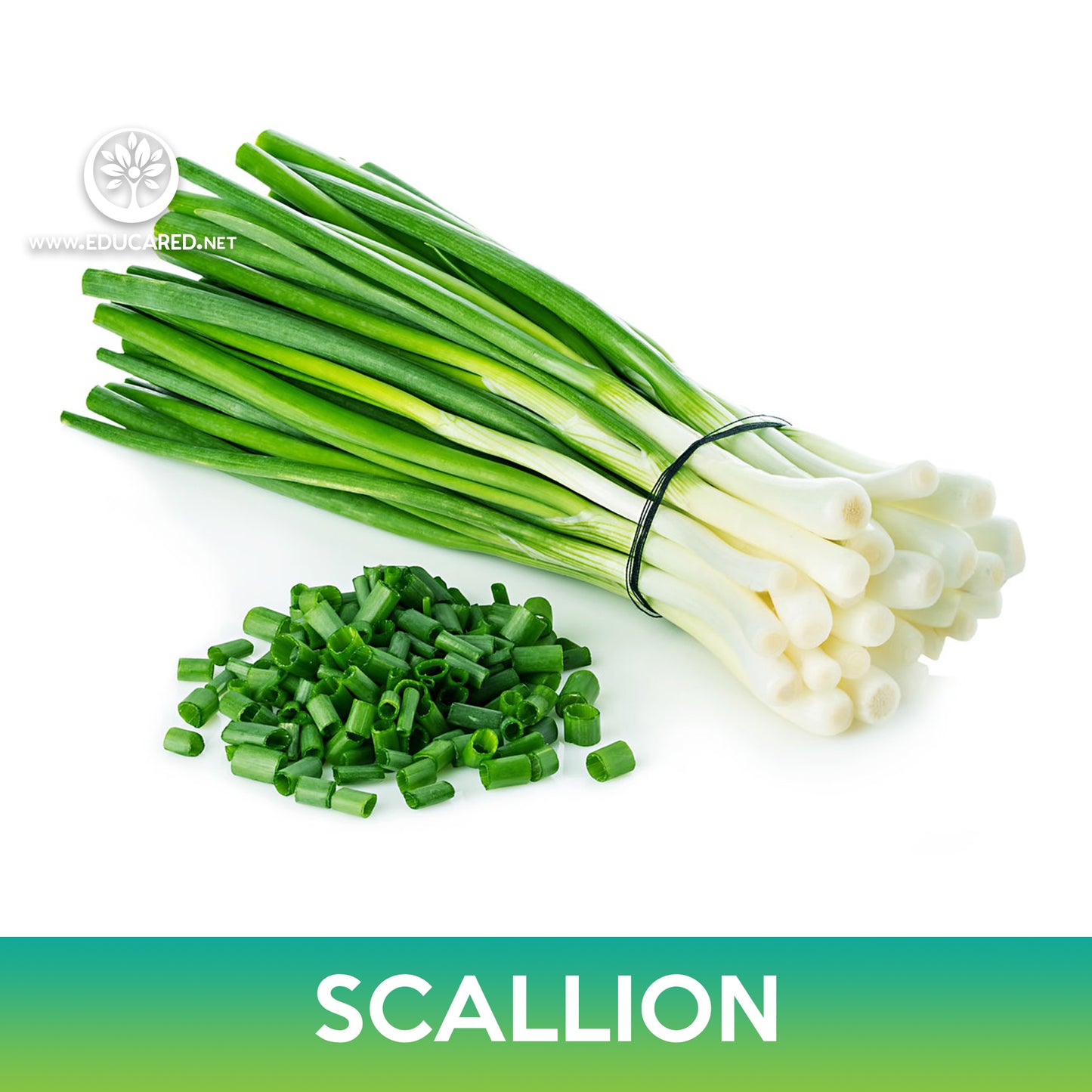 Evergreen Hardy White Scallion Seeds