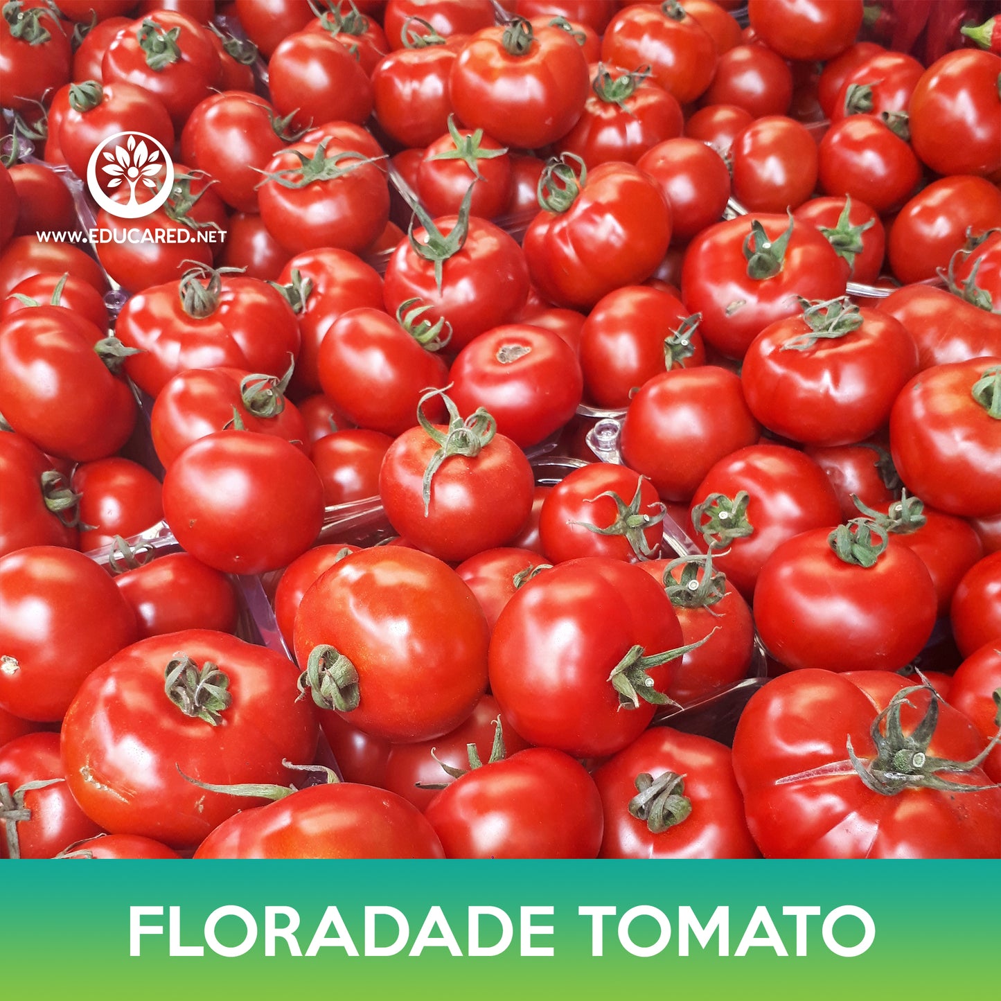 Floradade Tomato Seed