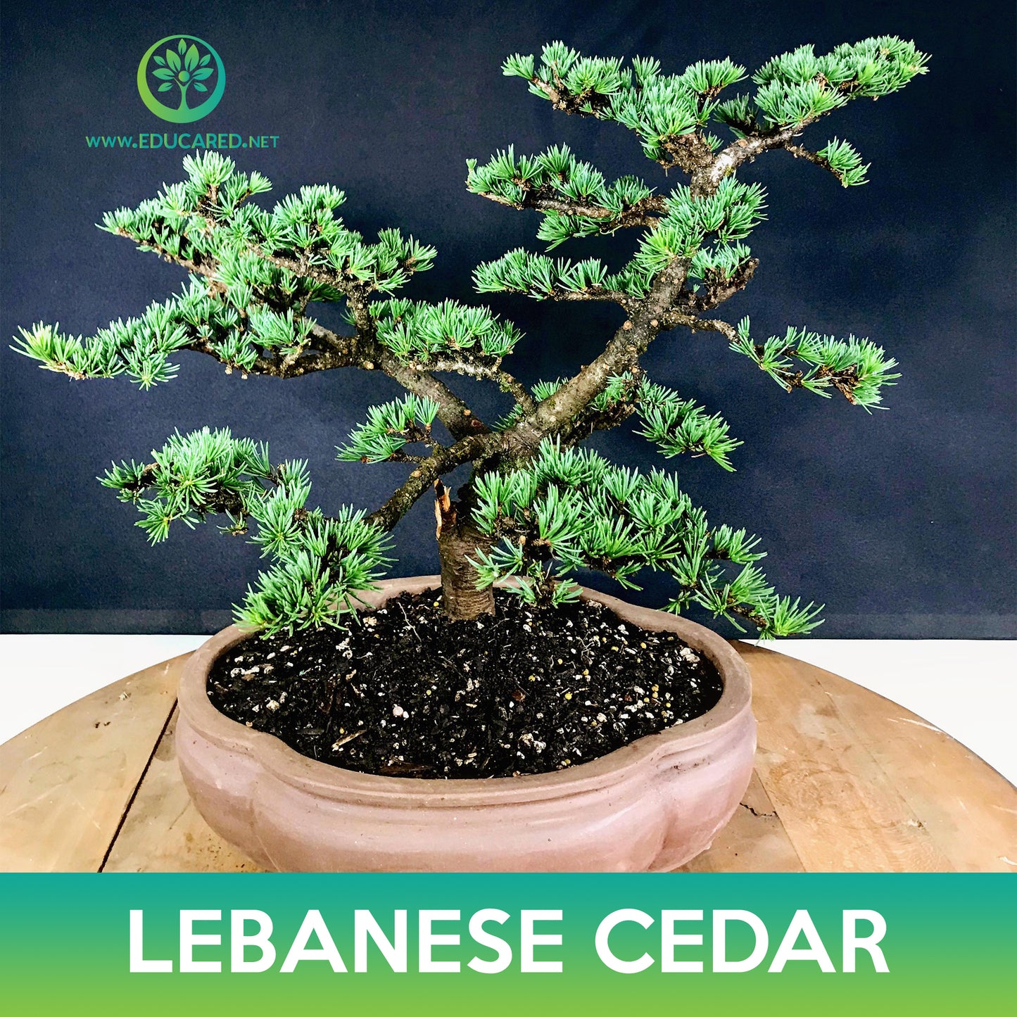 Lebanese Cedar Tree Seeds, Cedrus libani