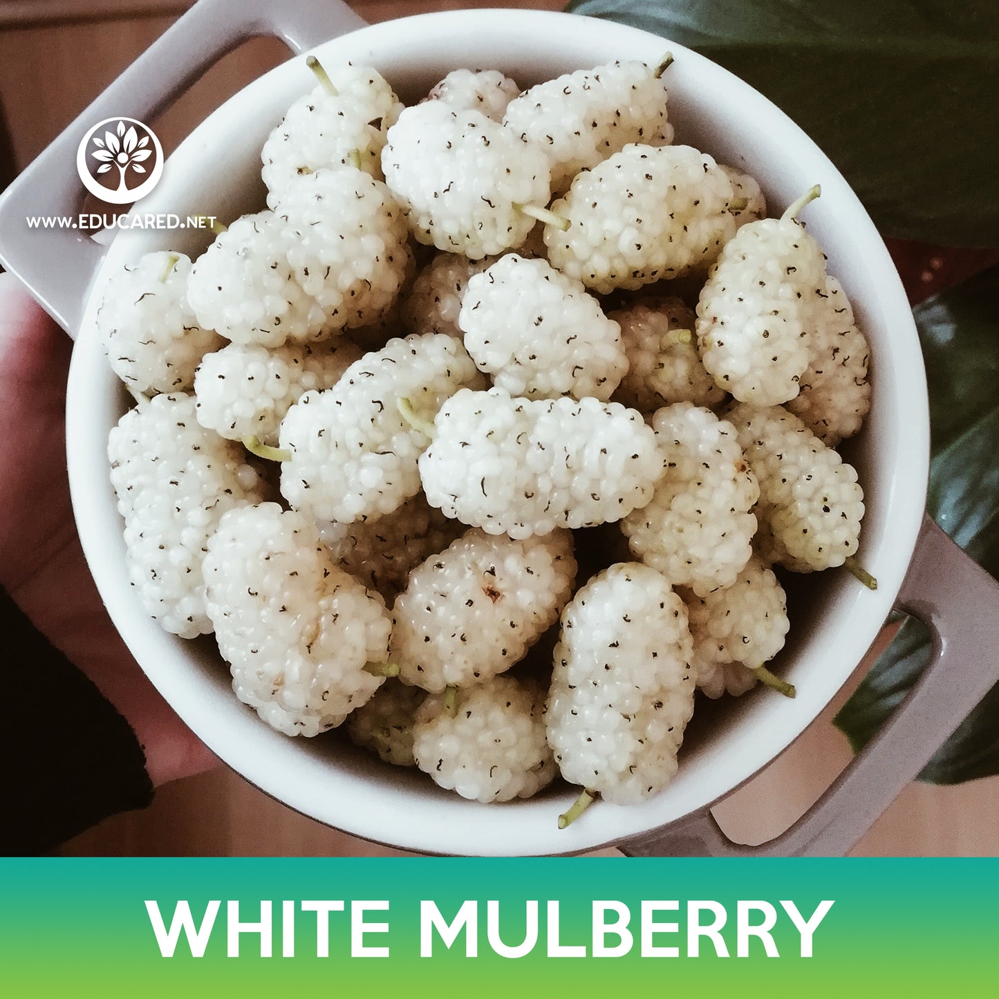 White Mulberry Seeds, Morus alba