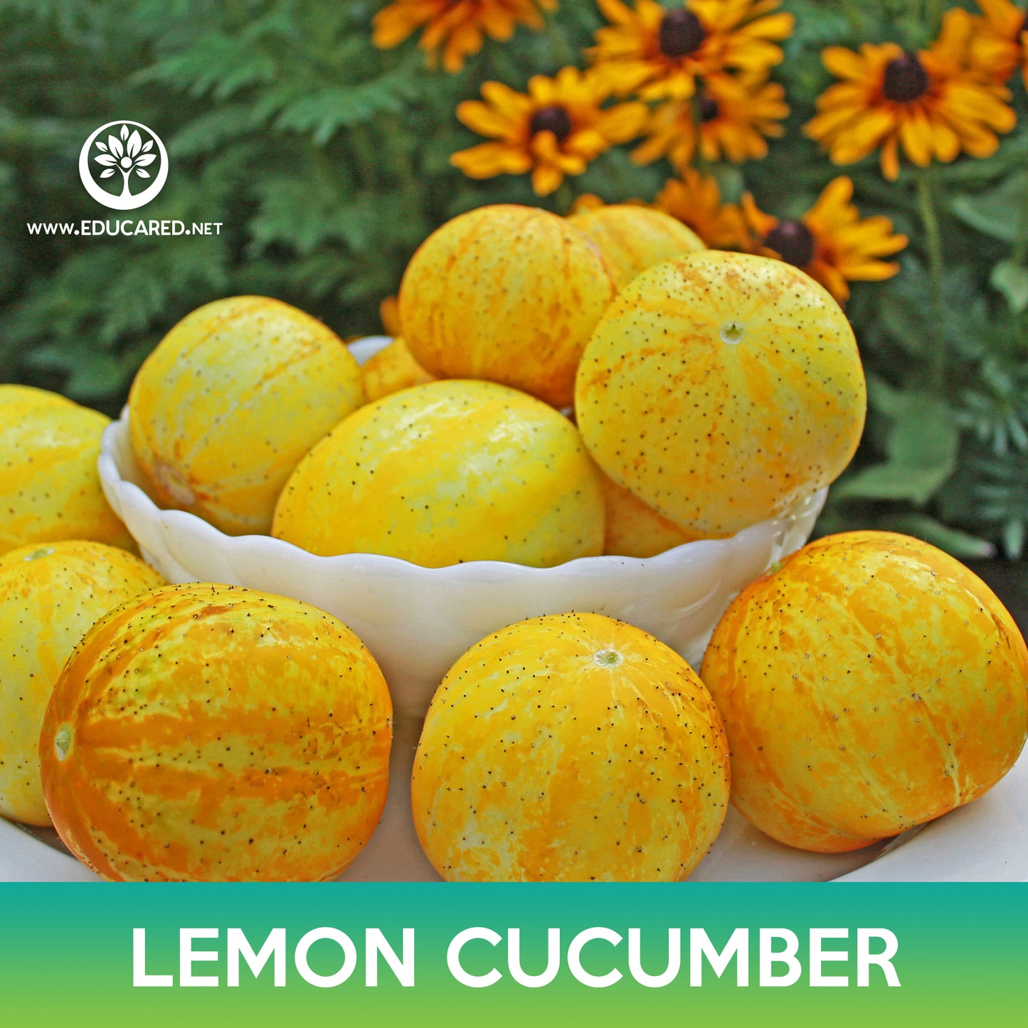 Lemon Cucumber Seeds