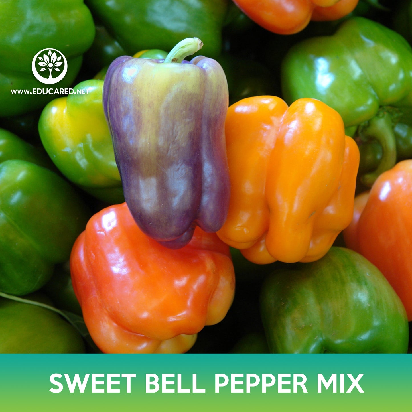 Sweet Bell Pepper Mix Seeds