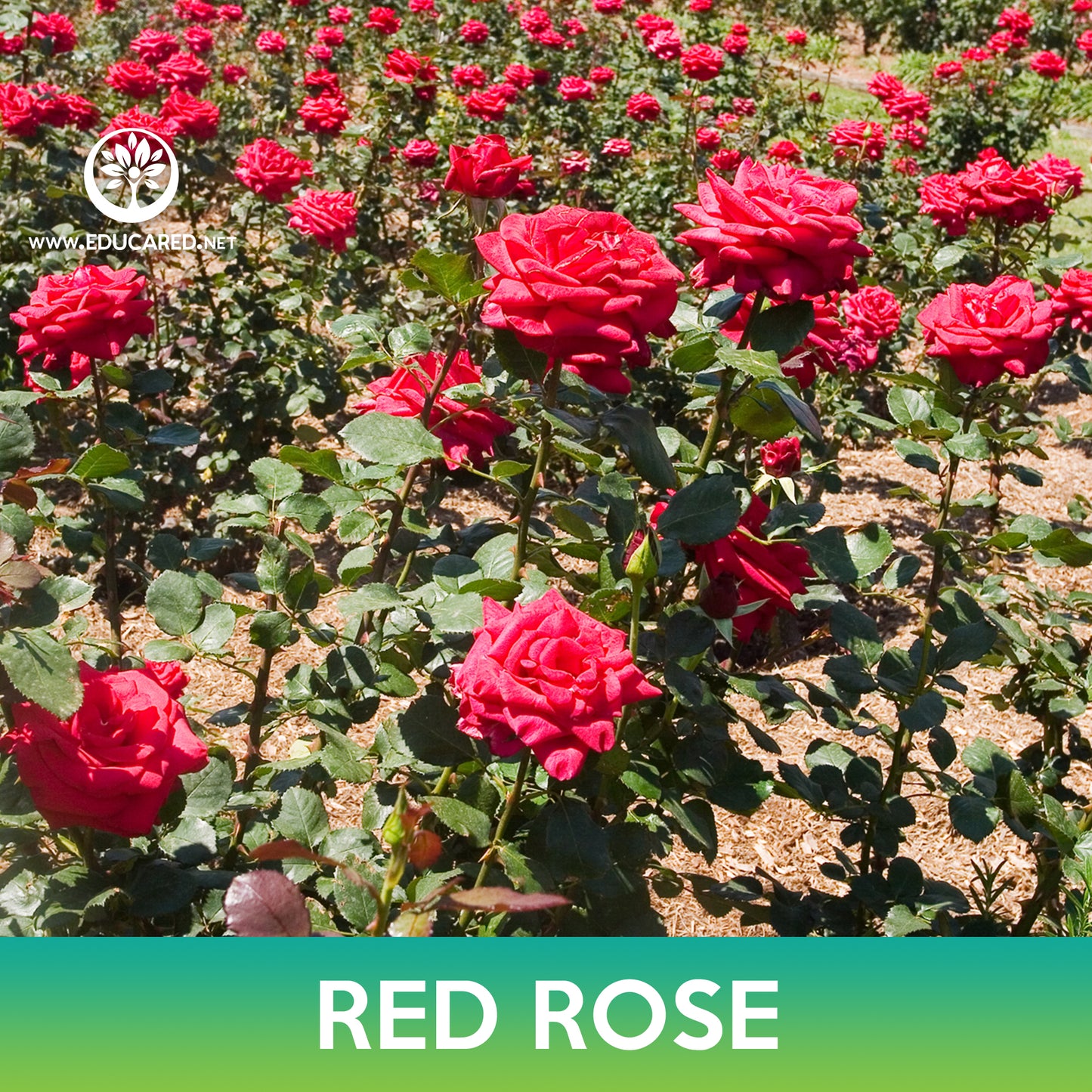 Red Rose Seeds