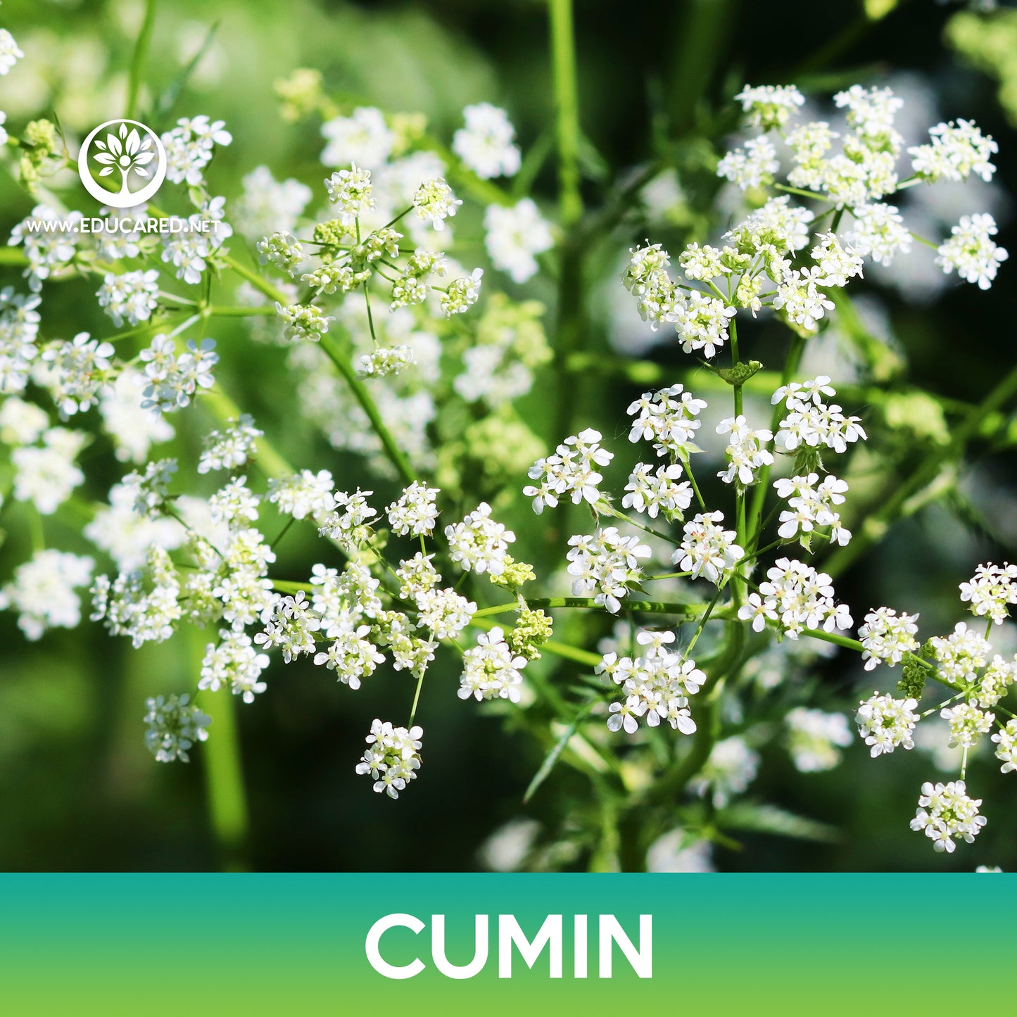 Cumin Seeds