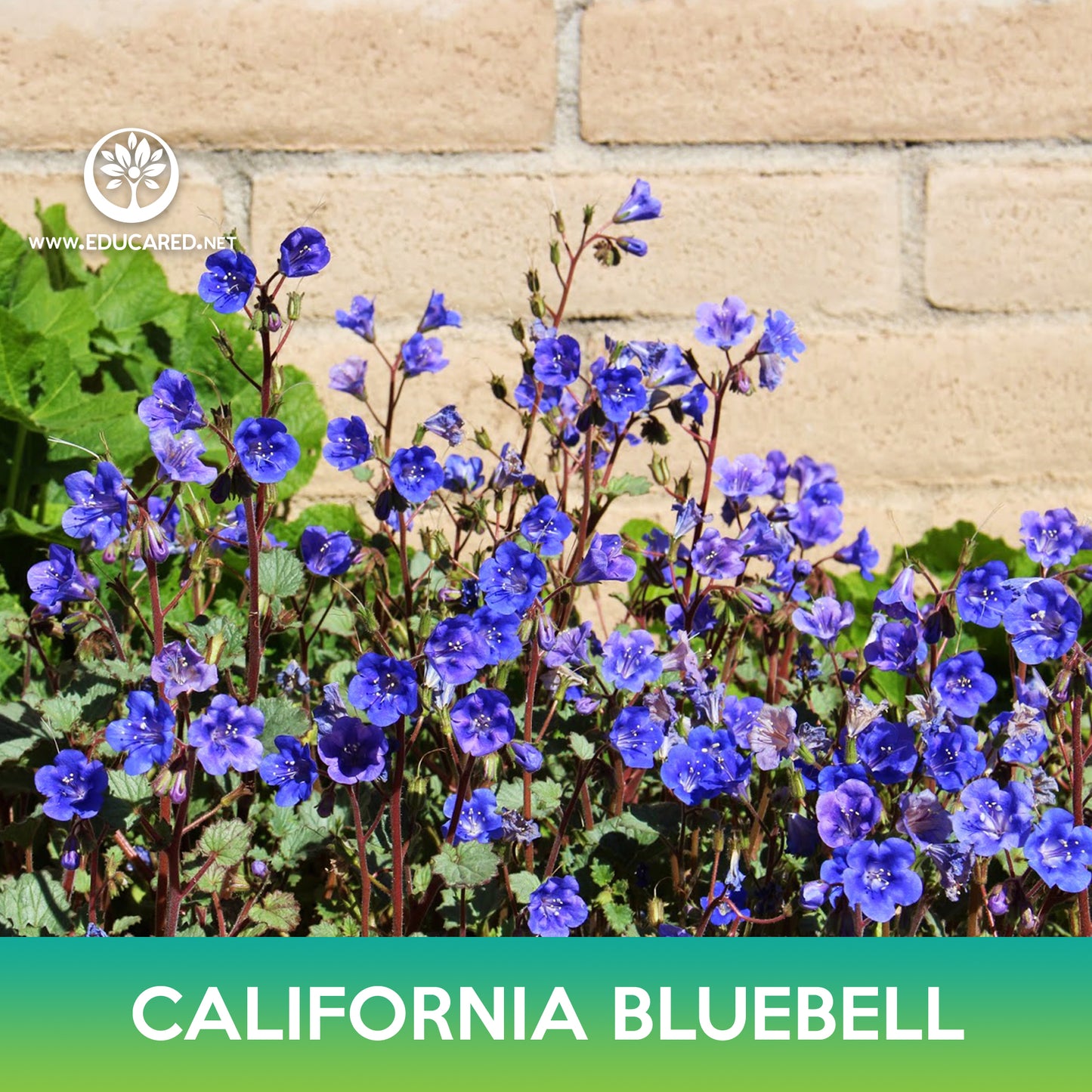 California Bluebell Seeds, Desert Bluebells