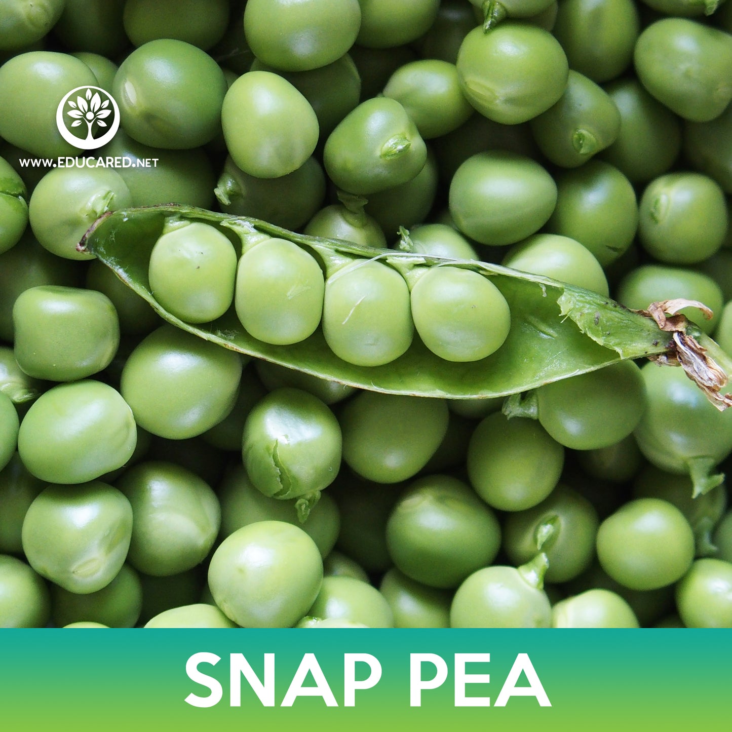 Super Sugar Snap Pea Seeds