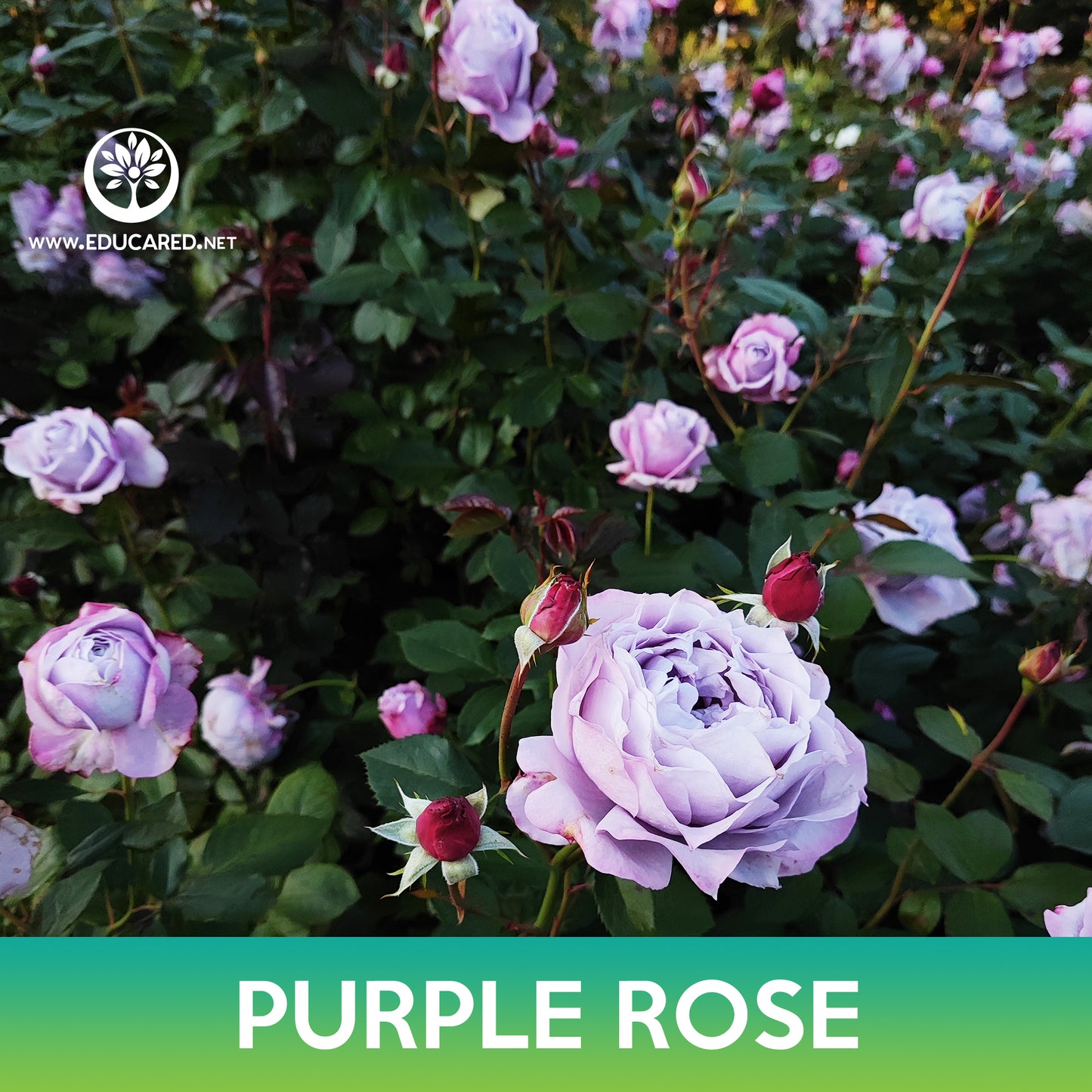 Purple Rose Seeds