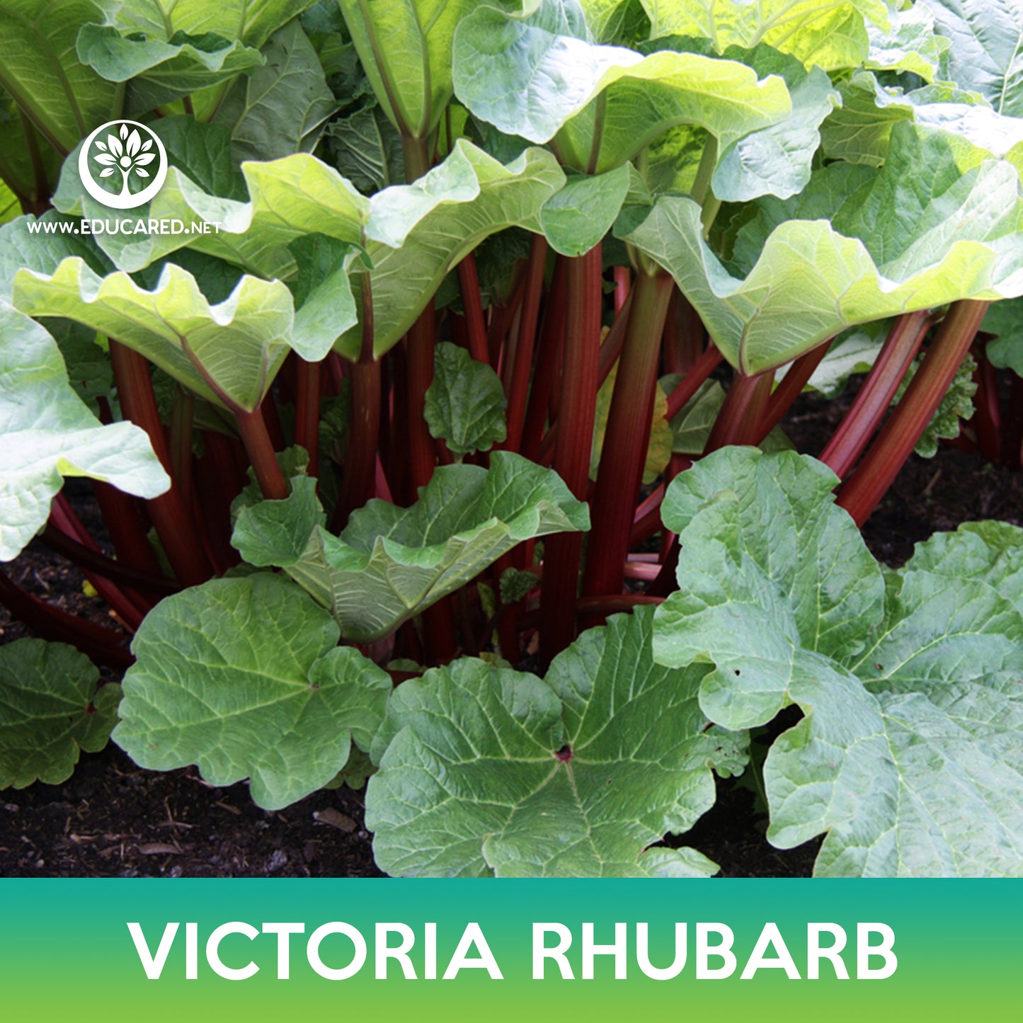 Victoria Rhubarb Seeds