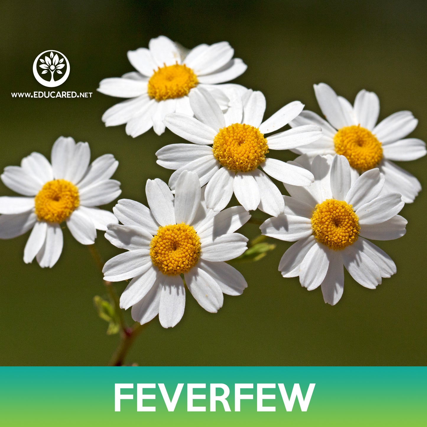 Feverfew Seeds, Tanacetum Parthenium