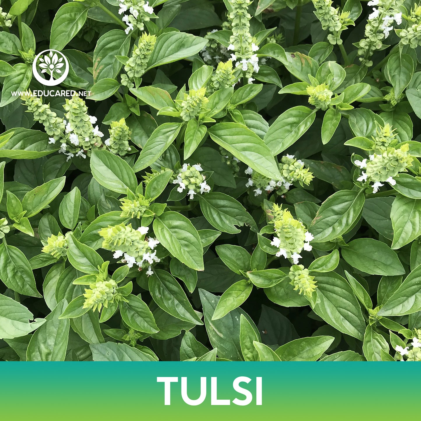 Tulsi Basil Seeds, Holy Basil