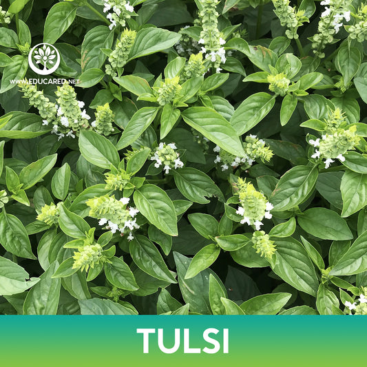 Tulsi Basil Seeds, Holy Basil