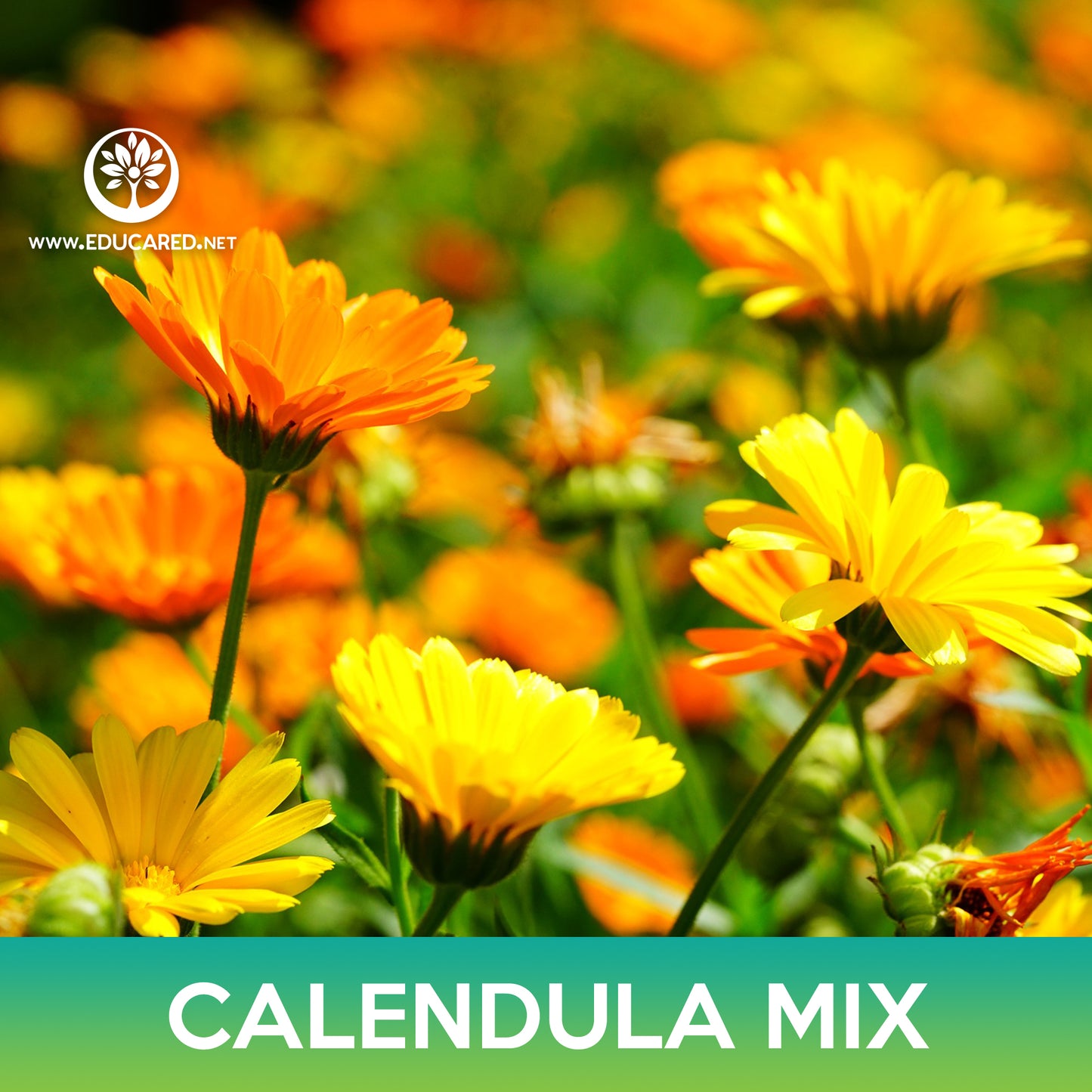 Calendula Mix Seeds