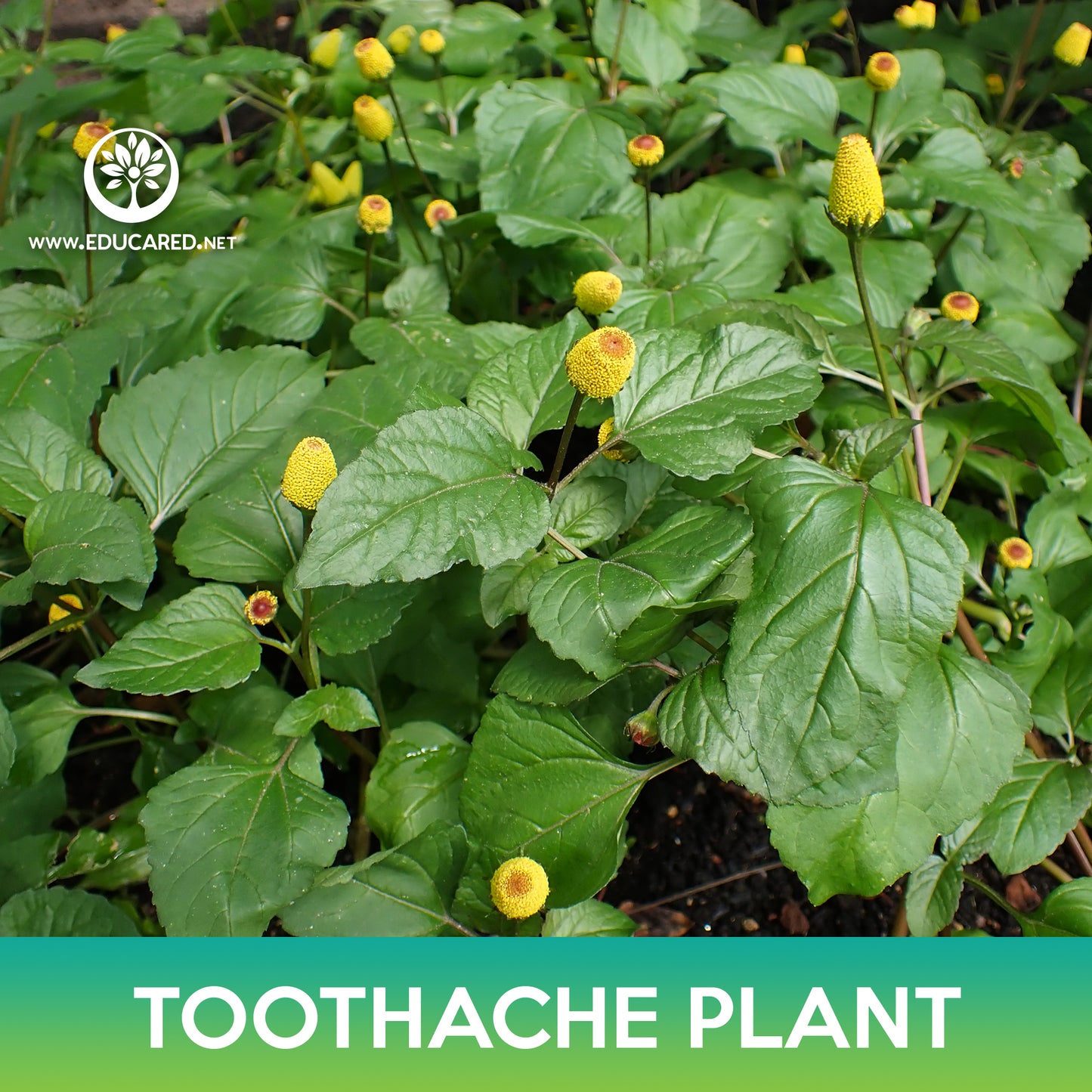 Toothache Plant Seeds, Eyeball Plant, Acmella oleracea