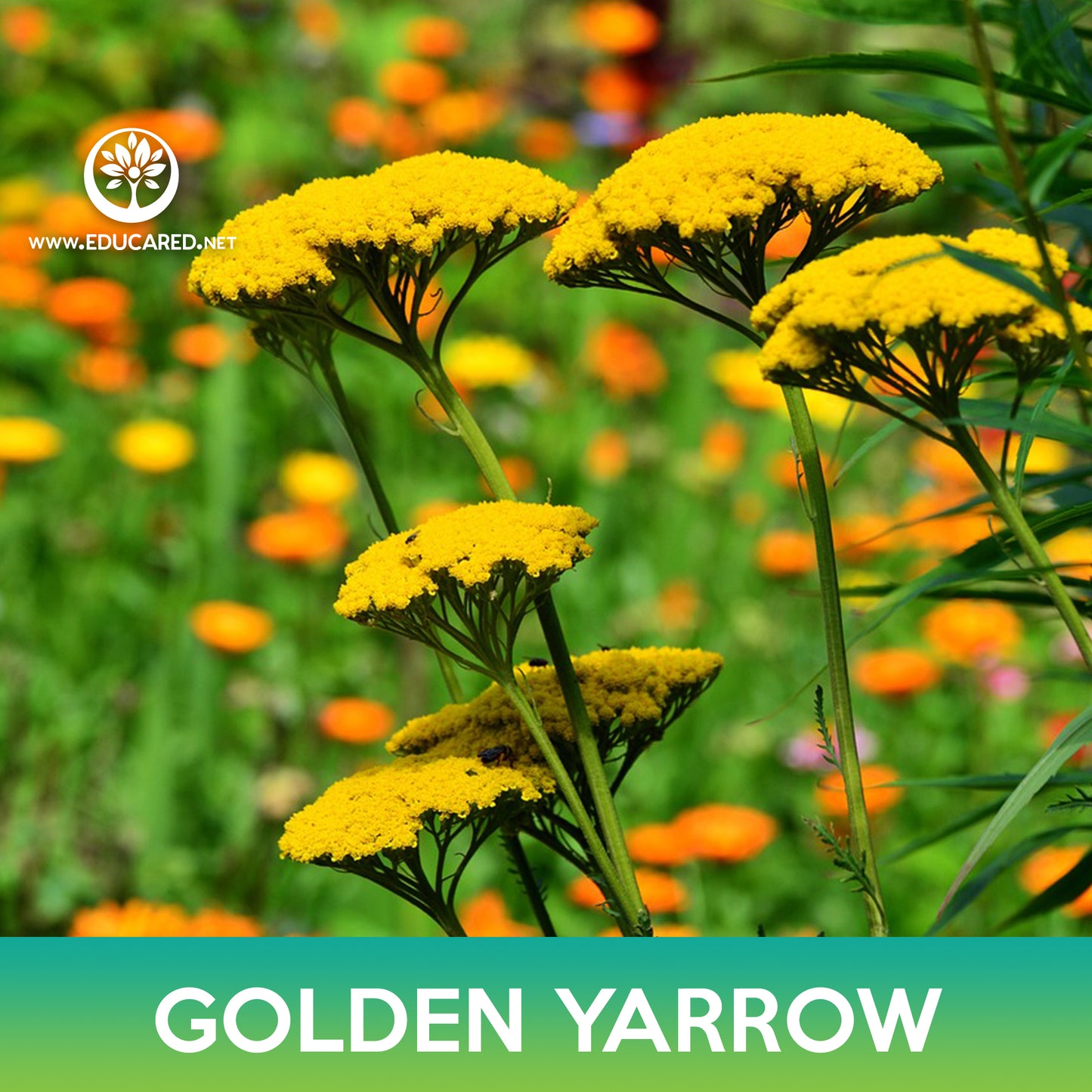 Golden Yarrow Seeds, Achillea filipendulina