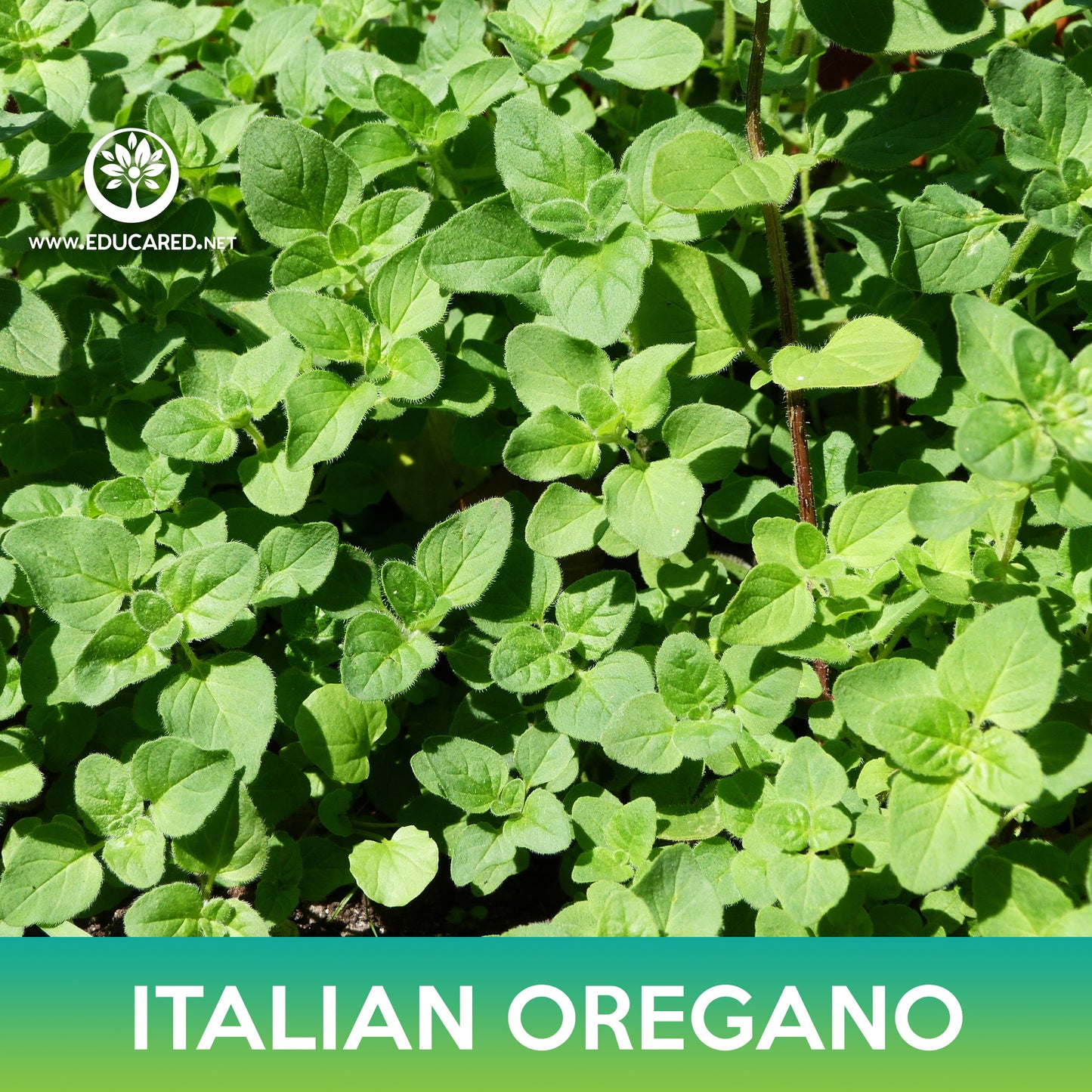 Italian Oregano Seeds