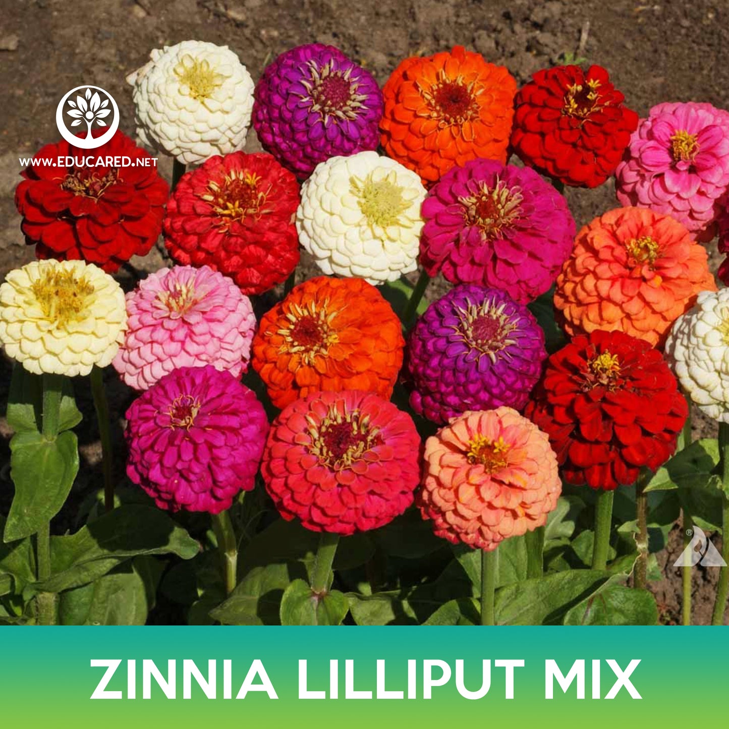 Zinnia Lilliput Mix Seed