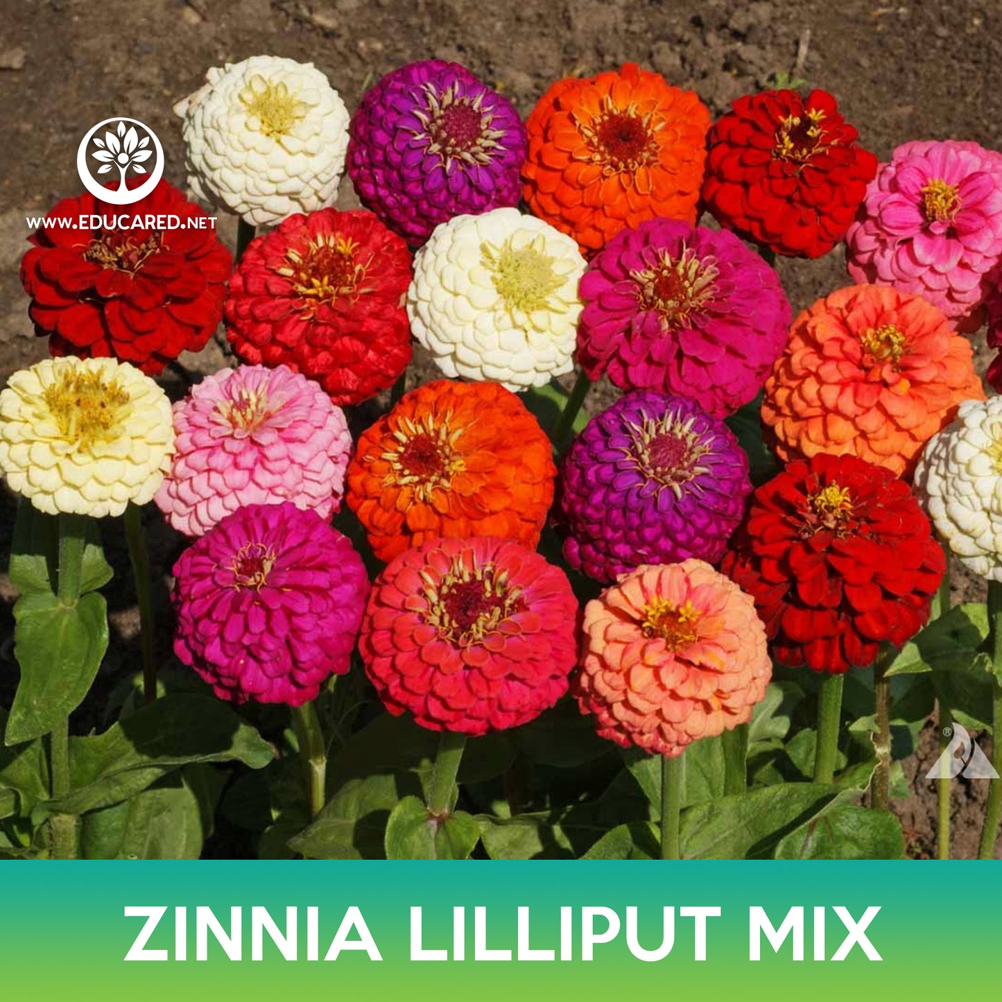 Zinnia Lilliput Mix Seeds