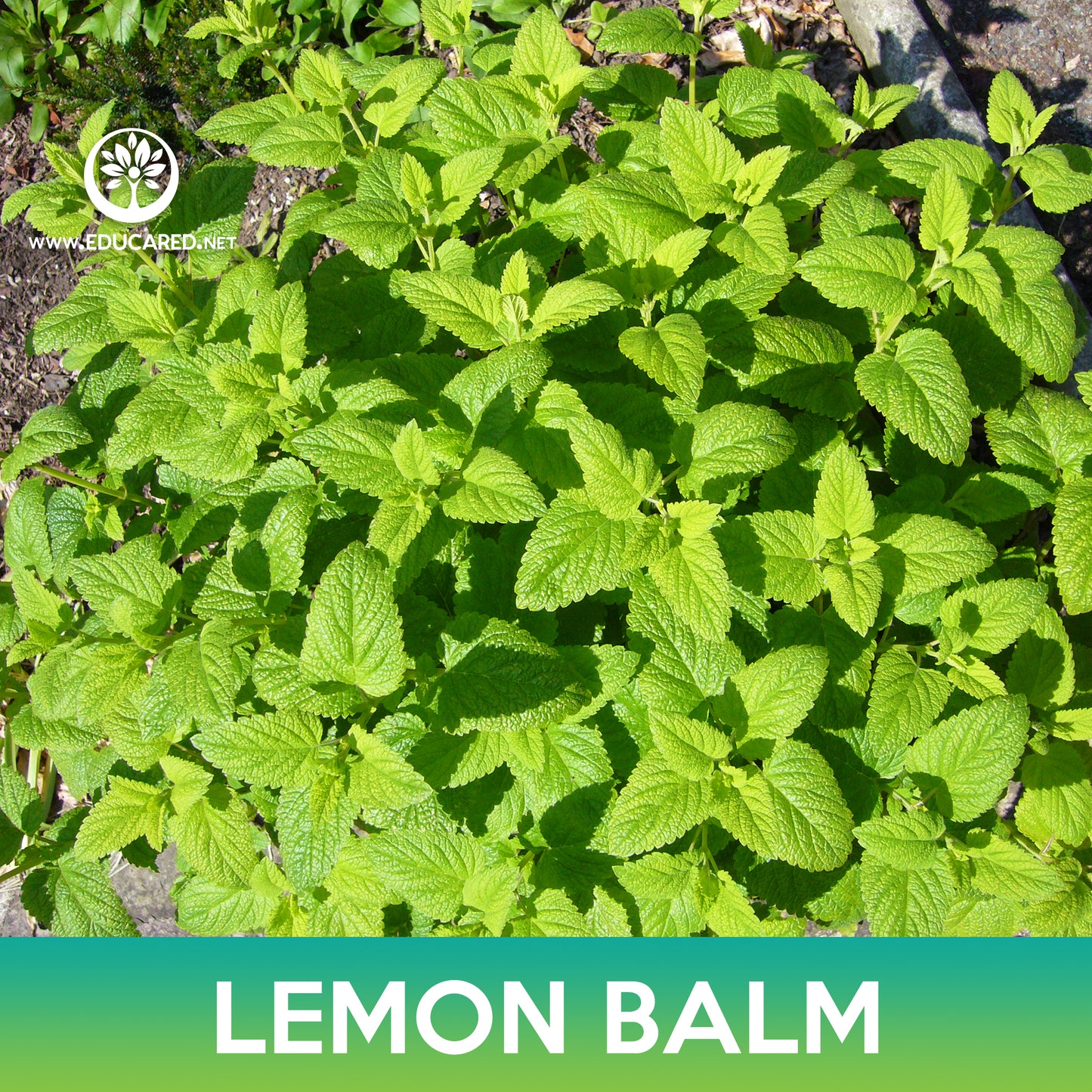 Lemon Balm Seed, Melissa Officinalis