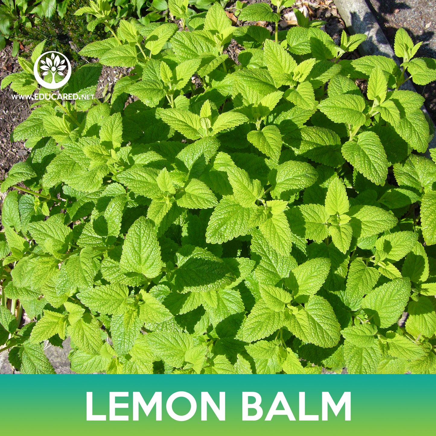 Lemon Balm Seeds