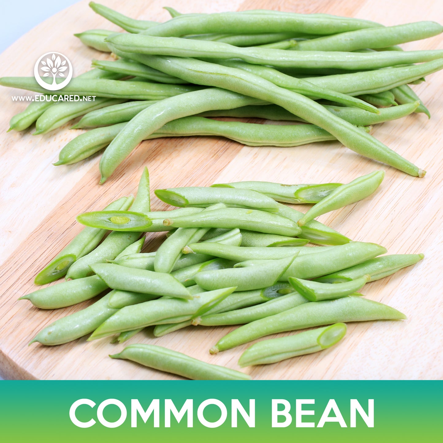 Common Bean Seeds, Maxibel Bean