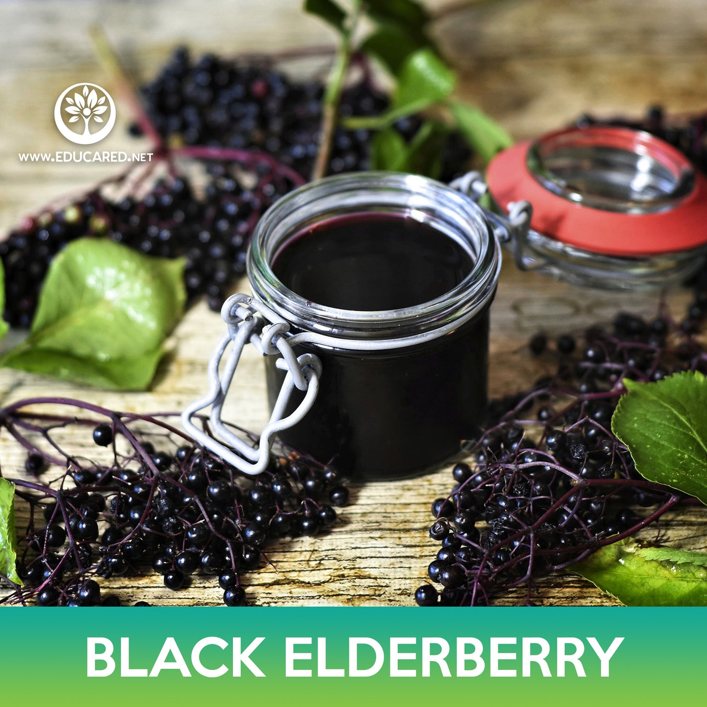 American Black Elderberry Seed