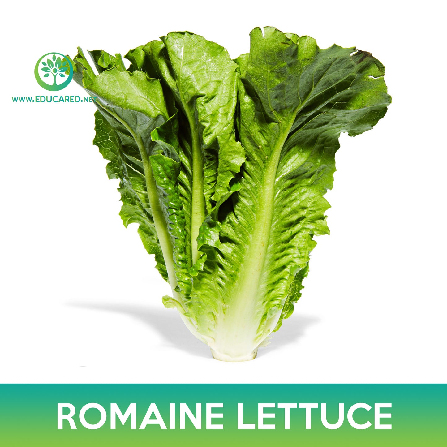 Parris Island Romaine Lettuce Seeds