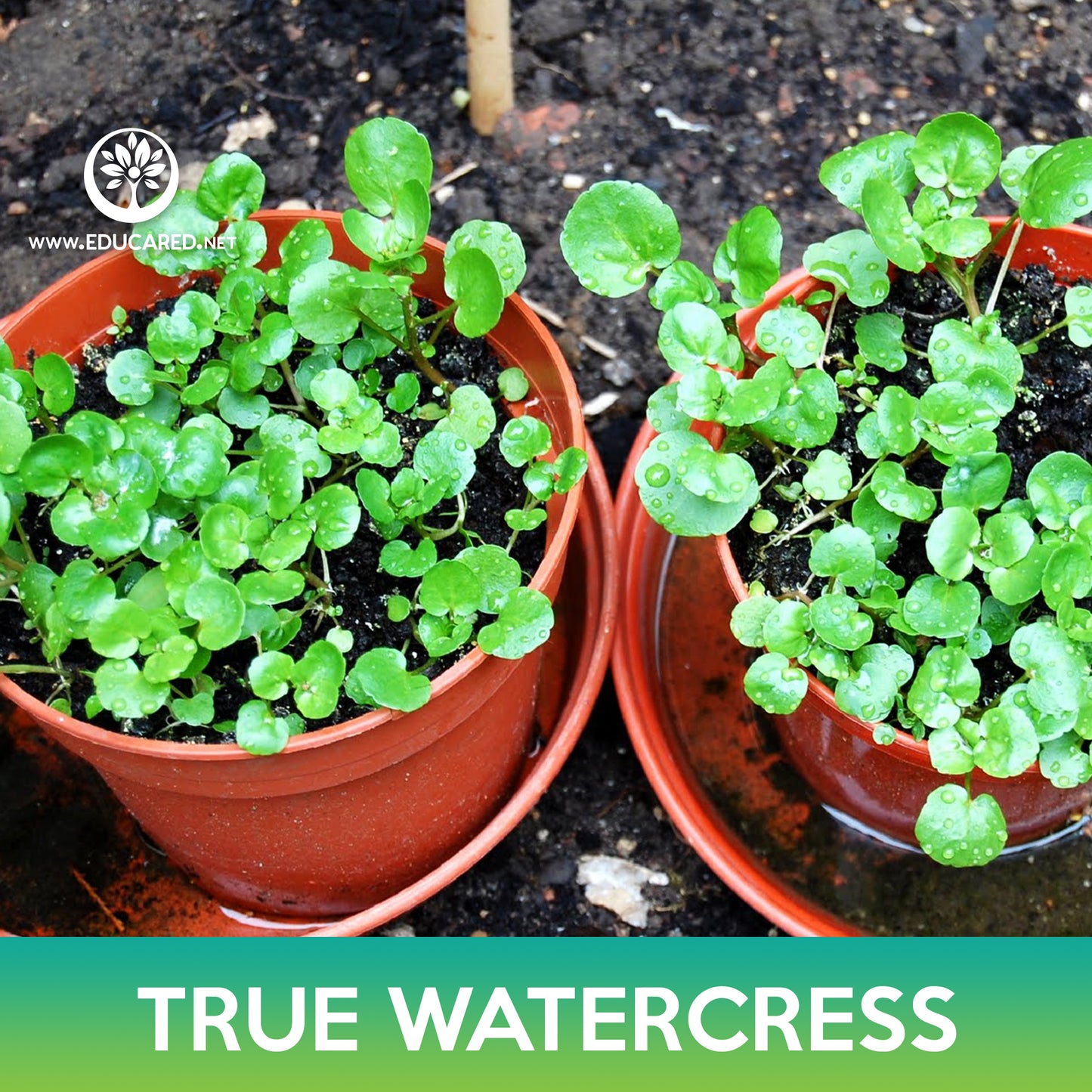 True Watercress Seeds