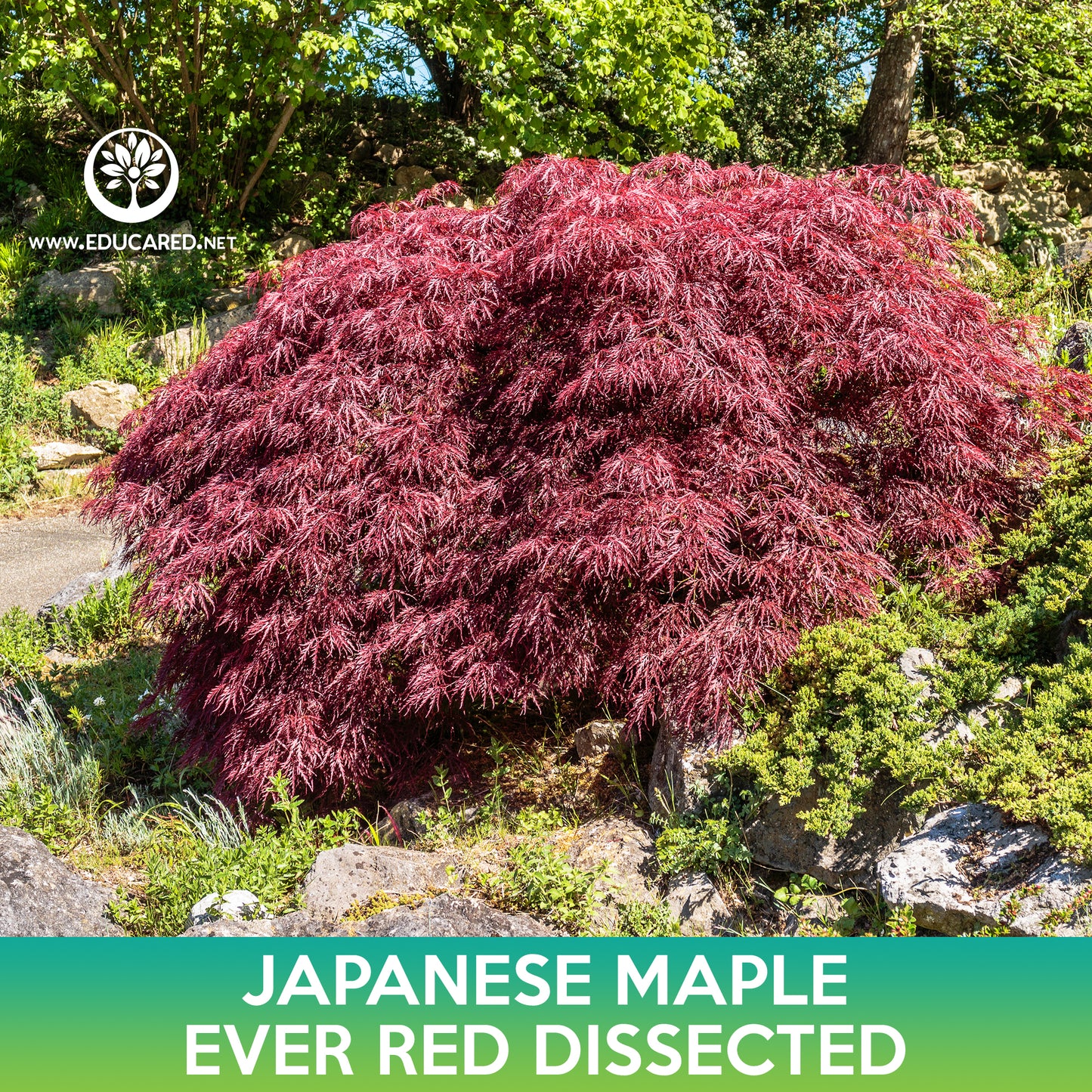 Ever Red Dissected Japanese Maple Seeds