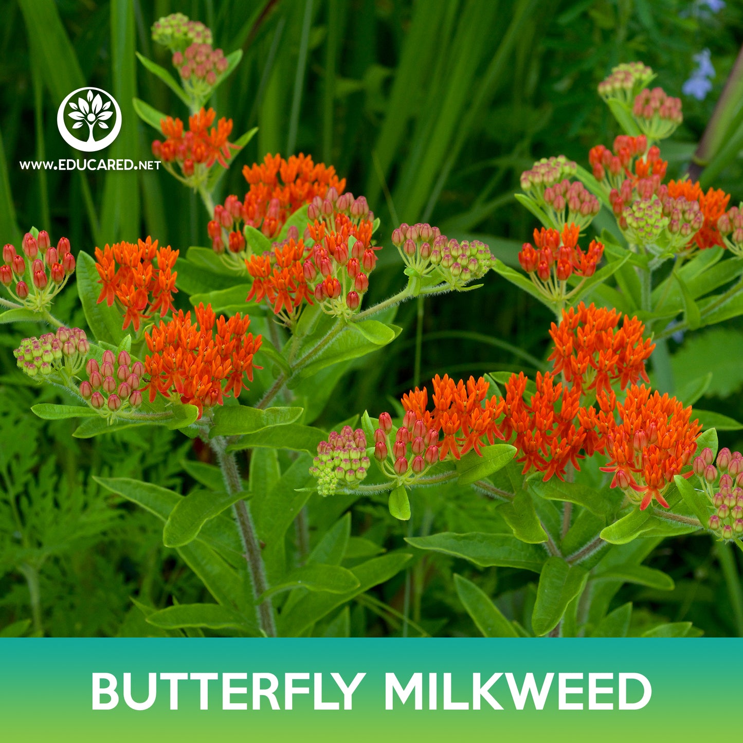 Butterfly Milkweed Seeds
