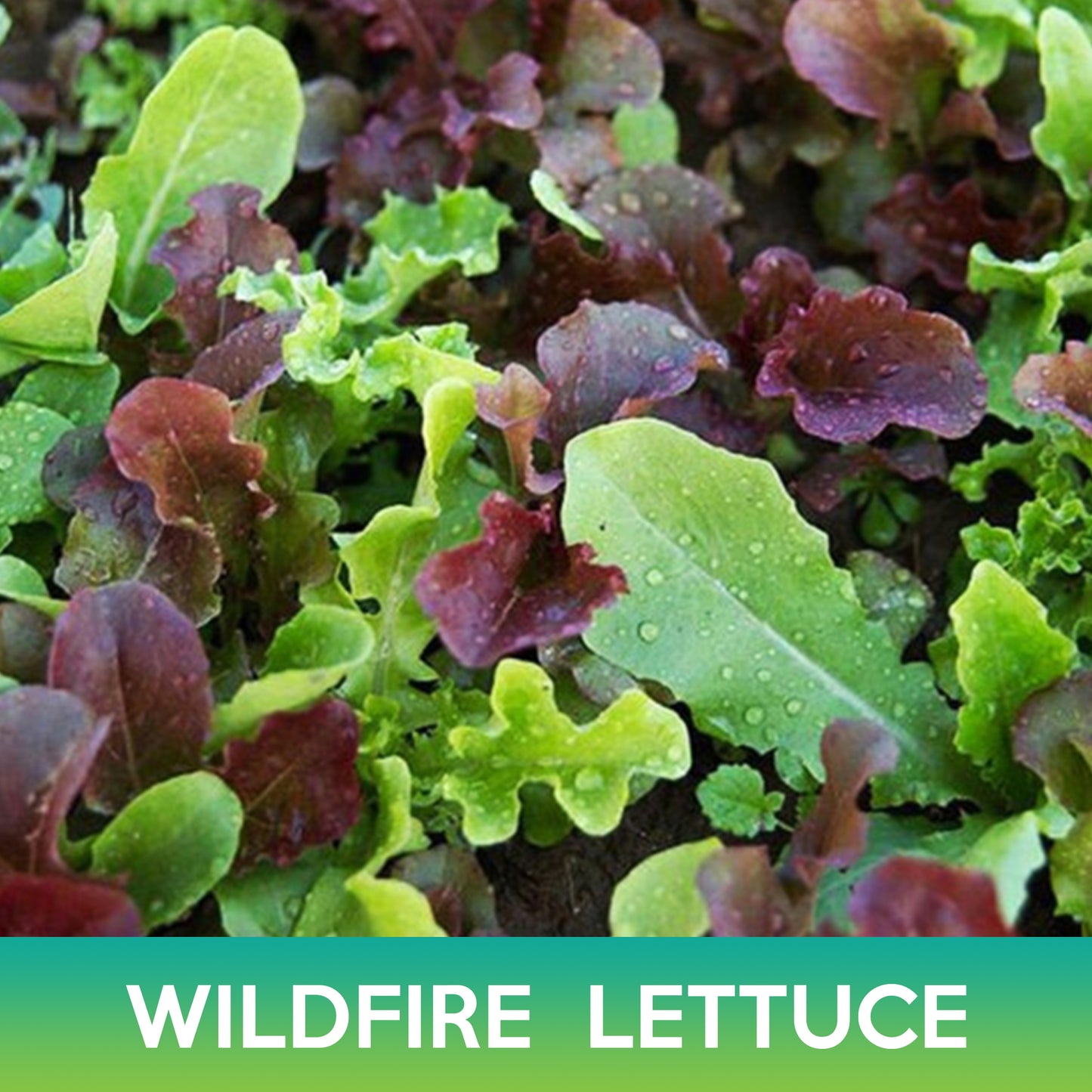 Wildfire Lettuce Mix Seeds