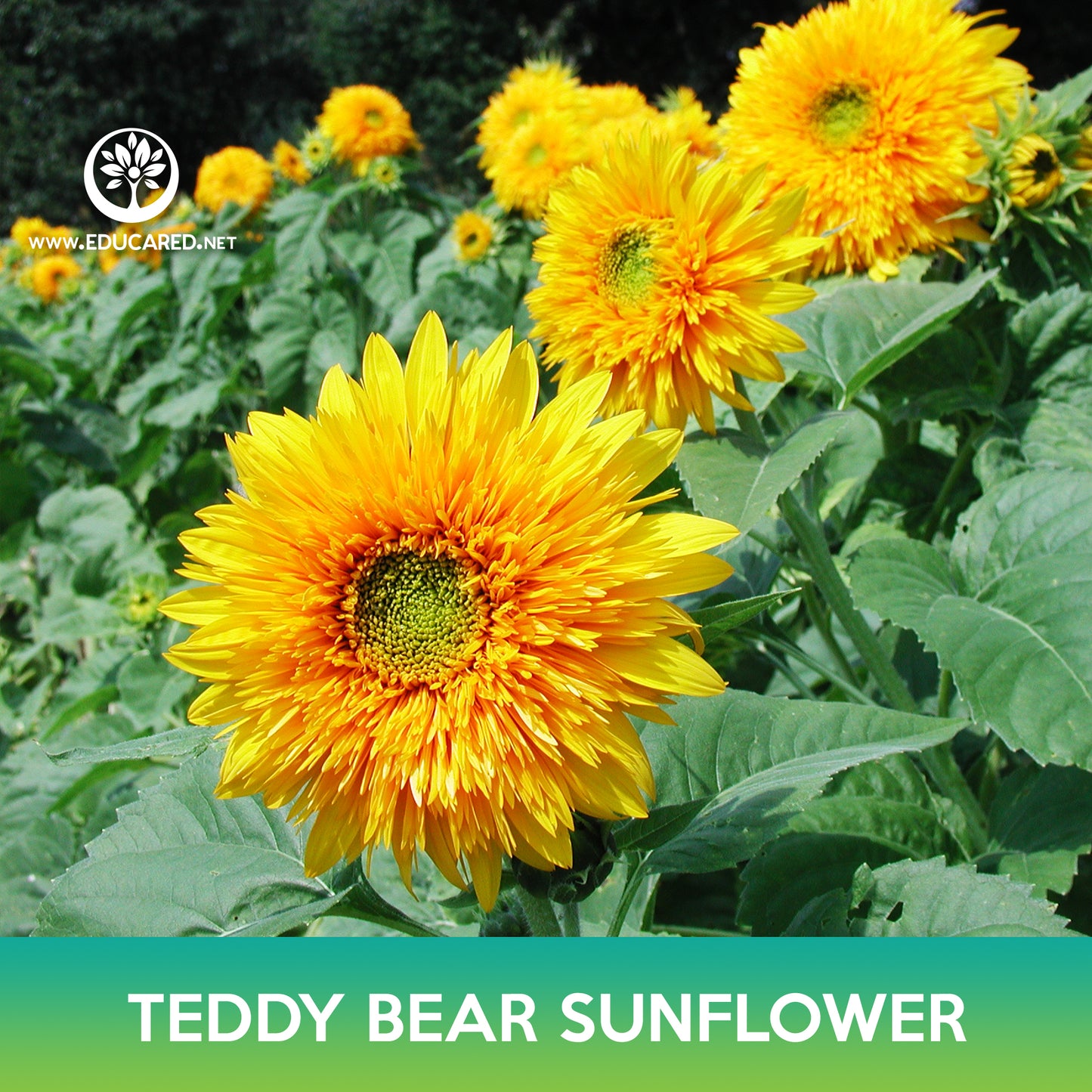 Teddy Bear Sunflower Seeds
