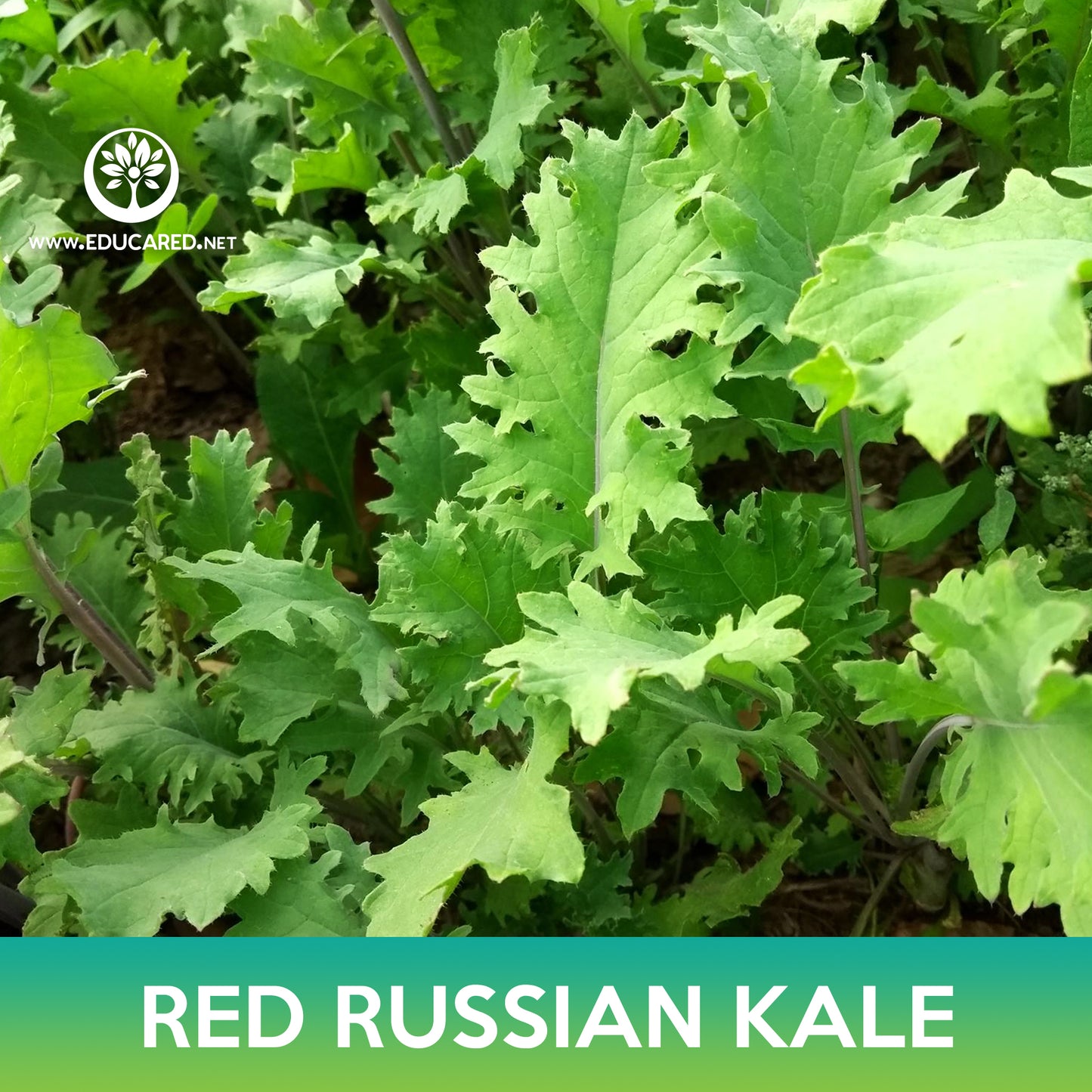 Red Russian Kale Seeds