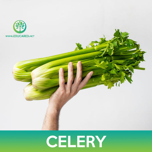 Tall Utah Celery Seeds