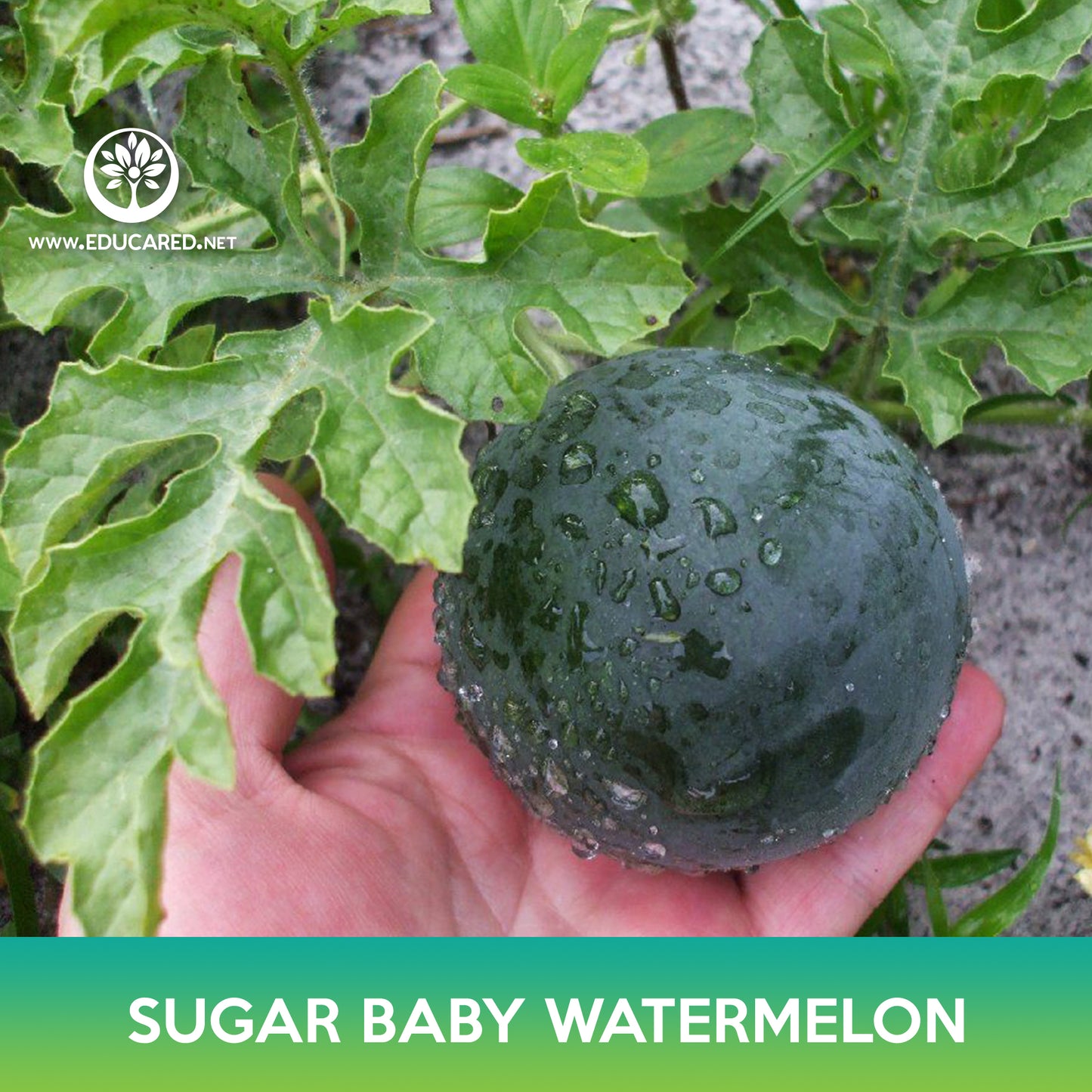 Sugar Baby Watermelon Seeds