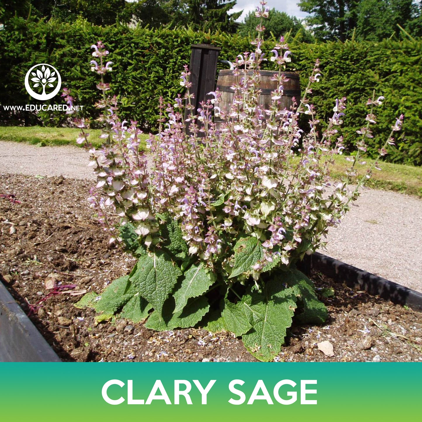 Bluish White Clary Sage Seeds