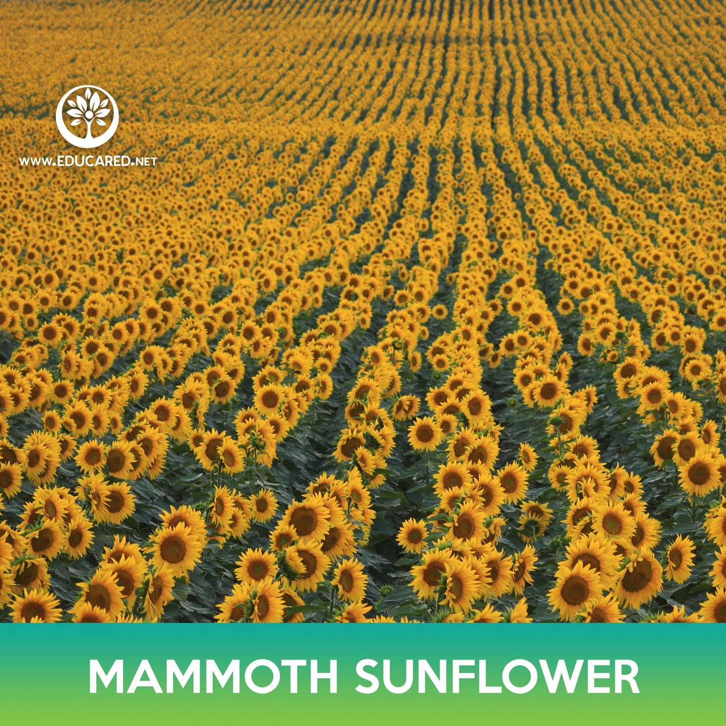 Mammoth Grey Stripe Sunflower Seeds