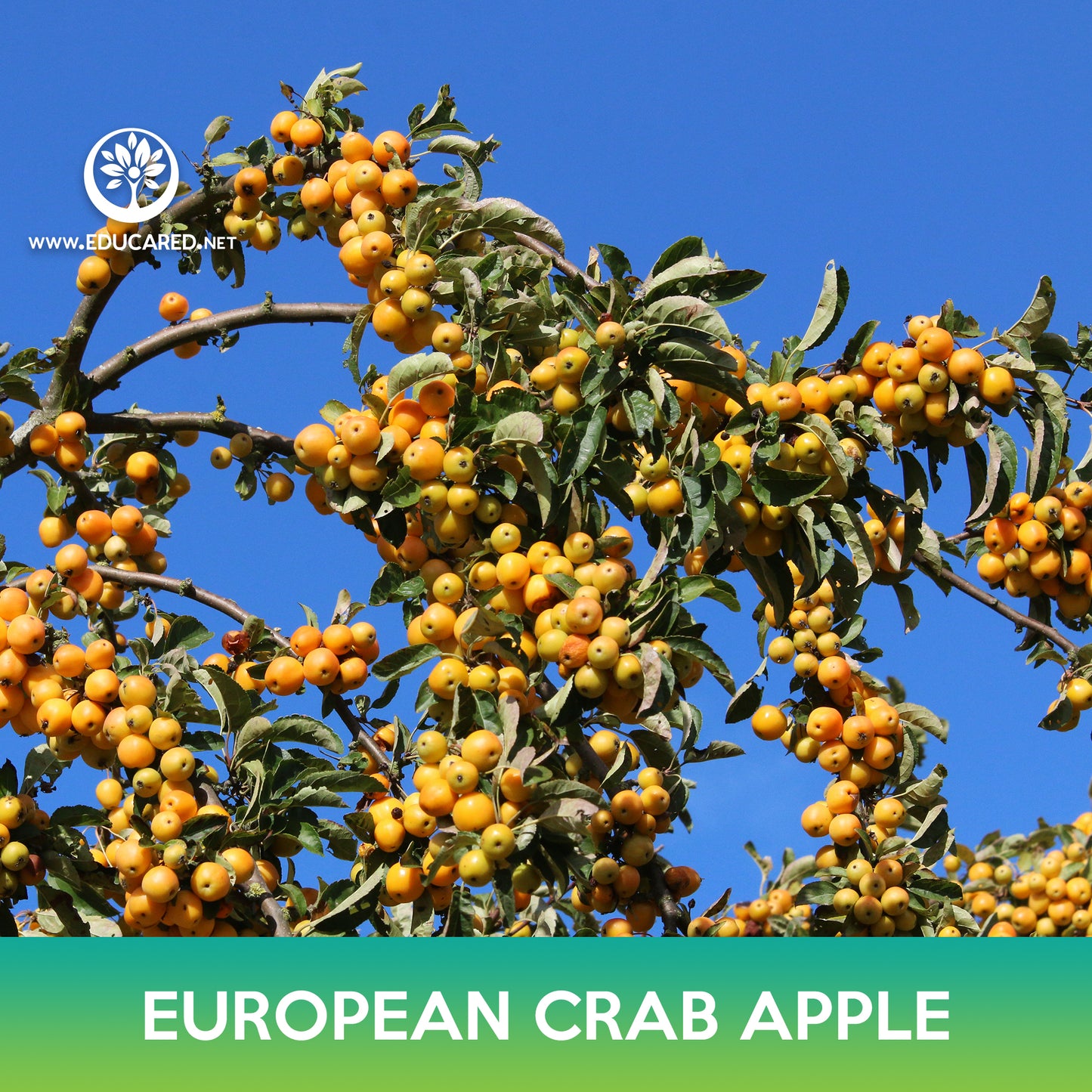 European Crab Apple Seeds, Wild Crab Apple, Malus sylvestris