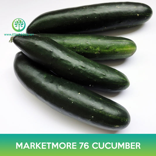 Marketmore 76 Cucumber Seeds