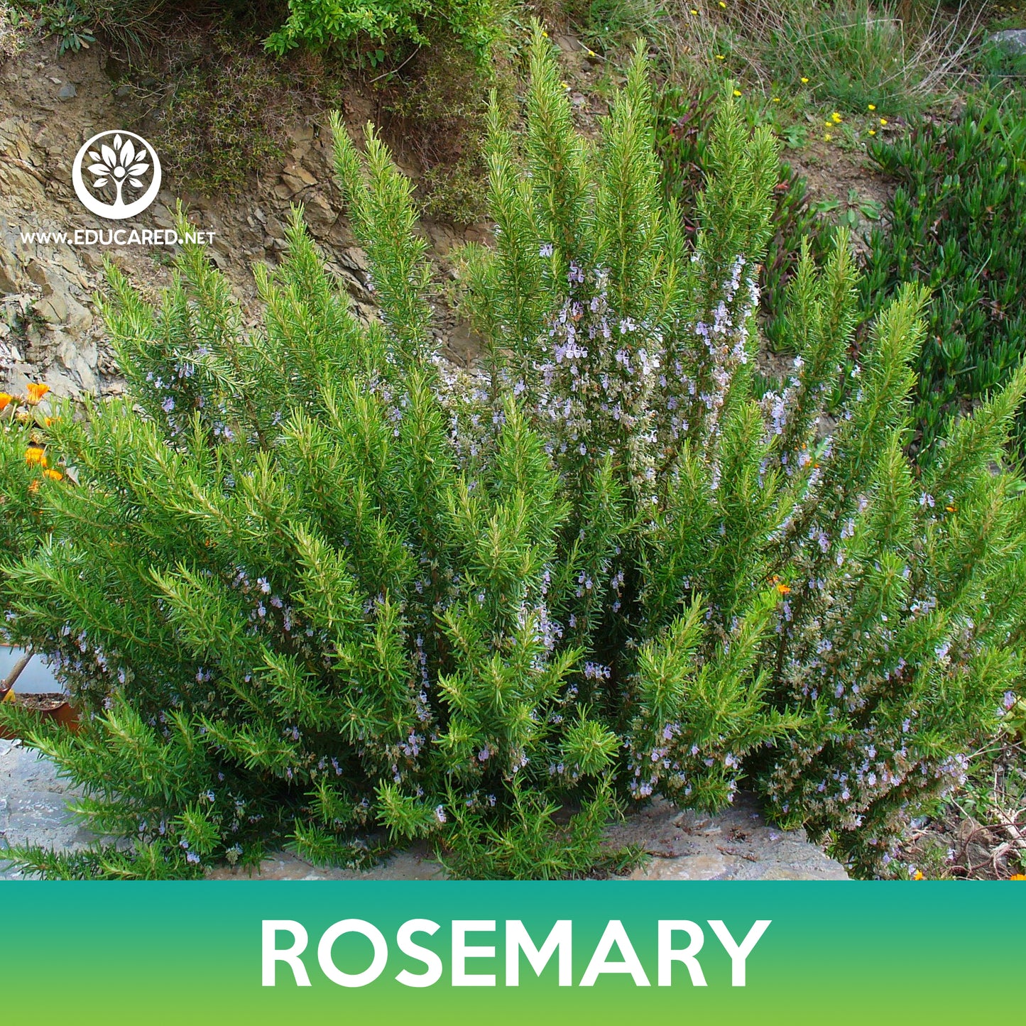 Rosemary Seeds