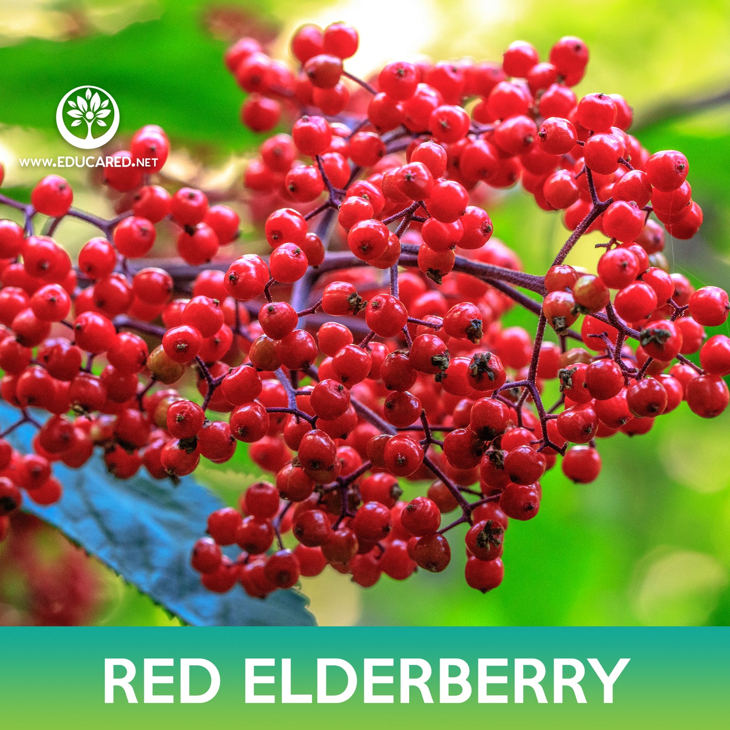 Red Elderberry Seeds, Sambucus racemosa