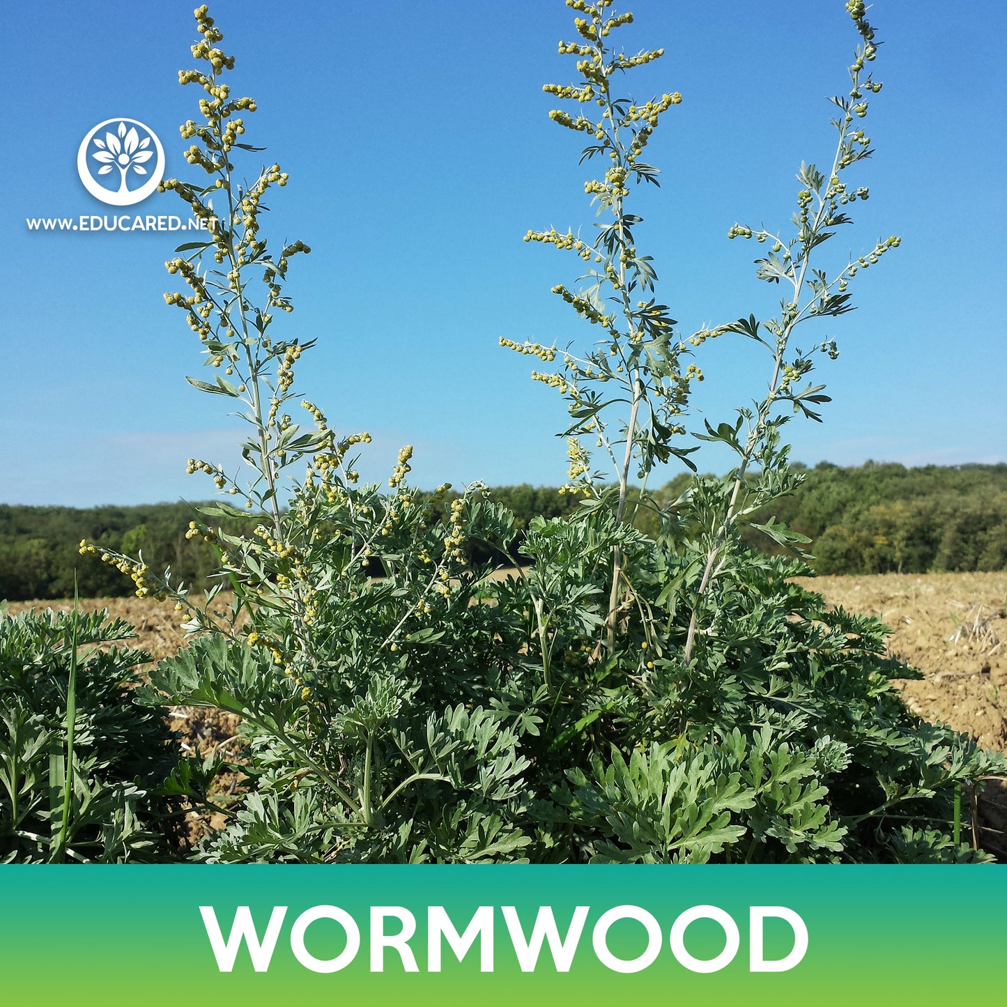 Wormwood Seeds