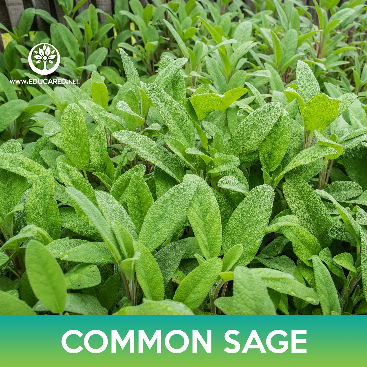 Common Sage Seeds, Salvia Officinalis