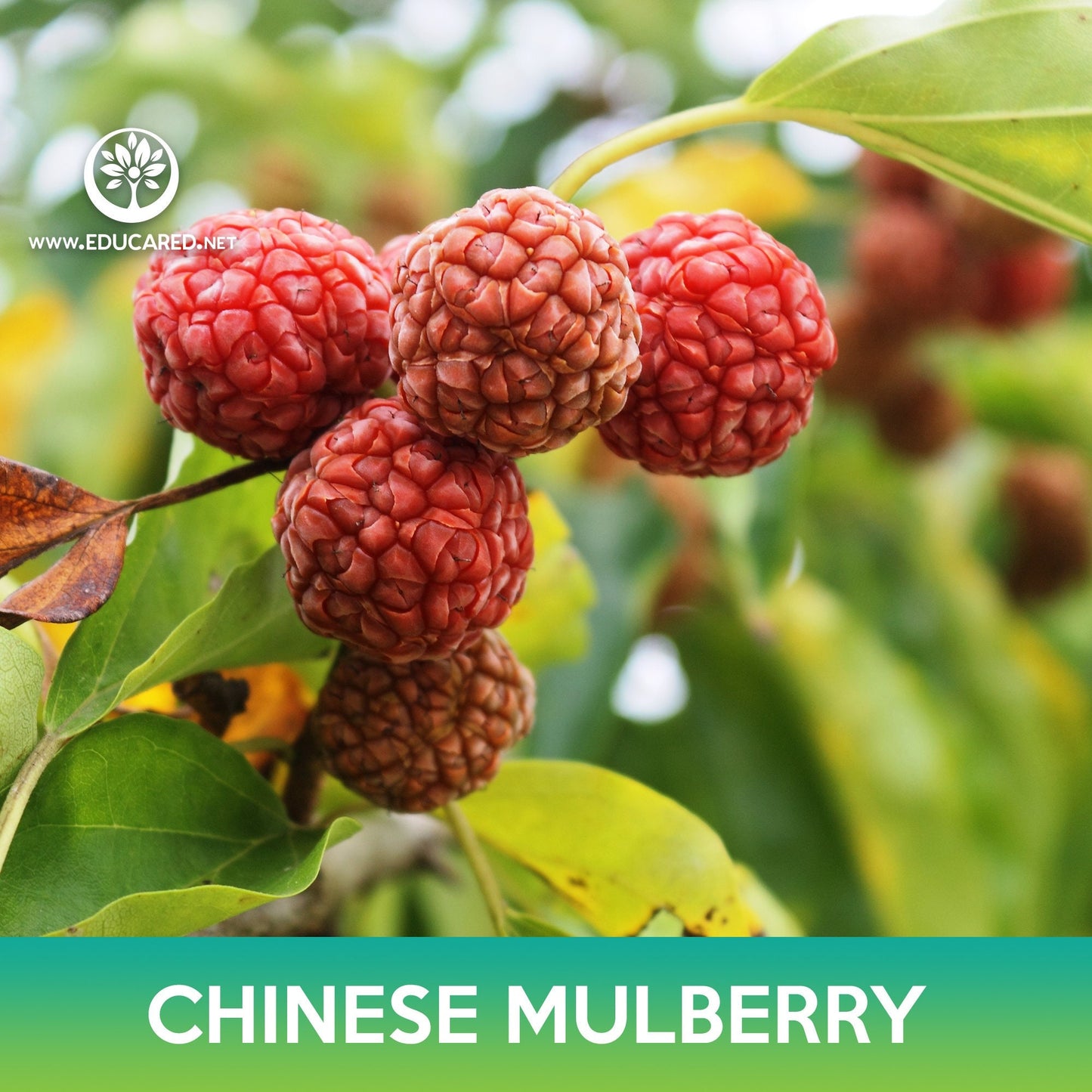 Chinese Mulberry Seeds