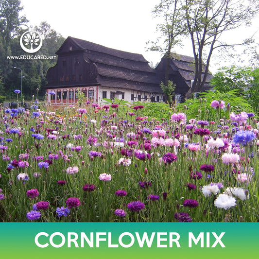 Cornflower Mix Seeds, Centaurea cyanus