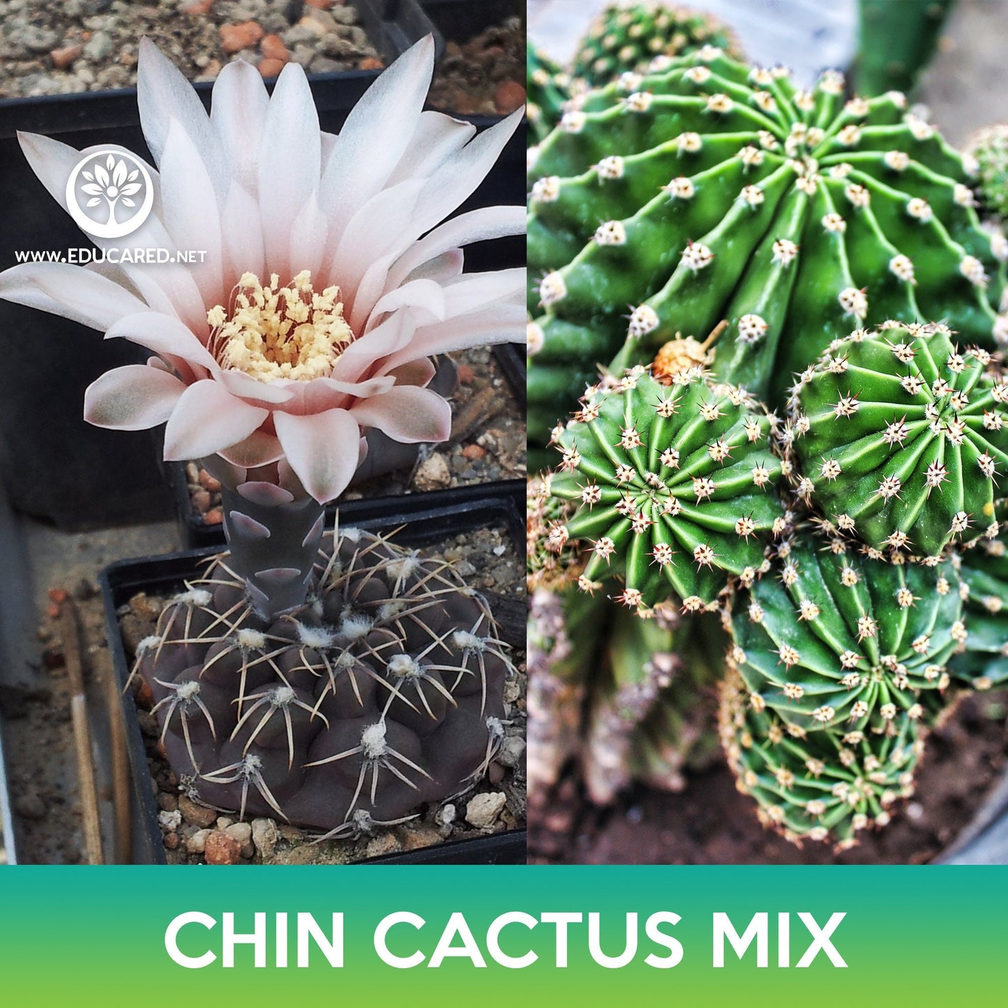 Chin Cactus Mix Seeds, Gymnocalycium